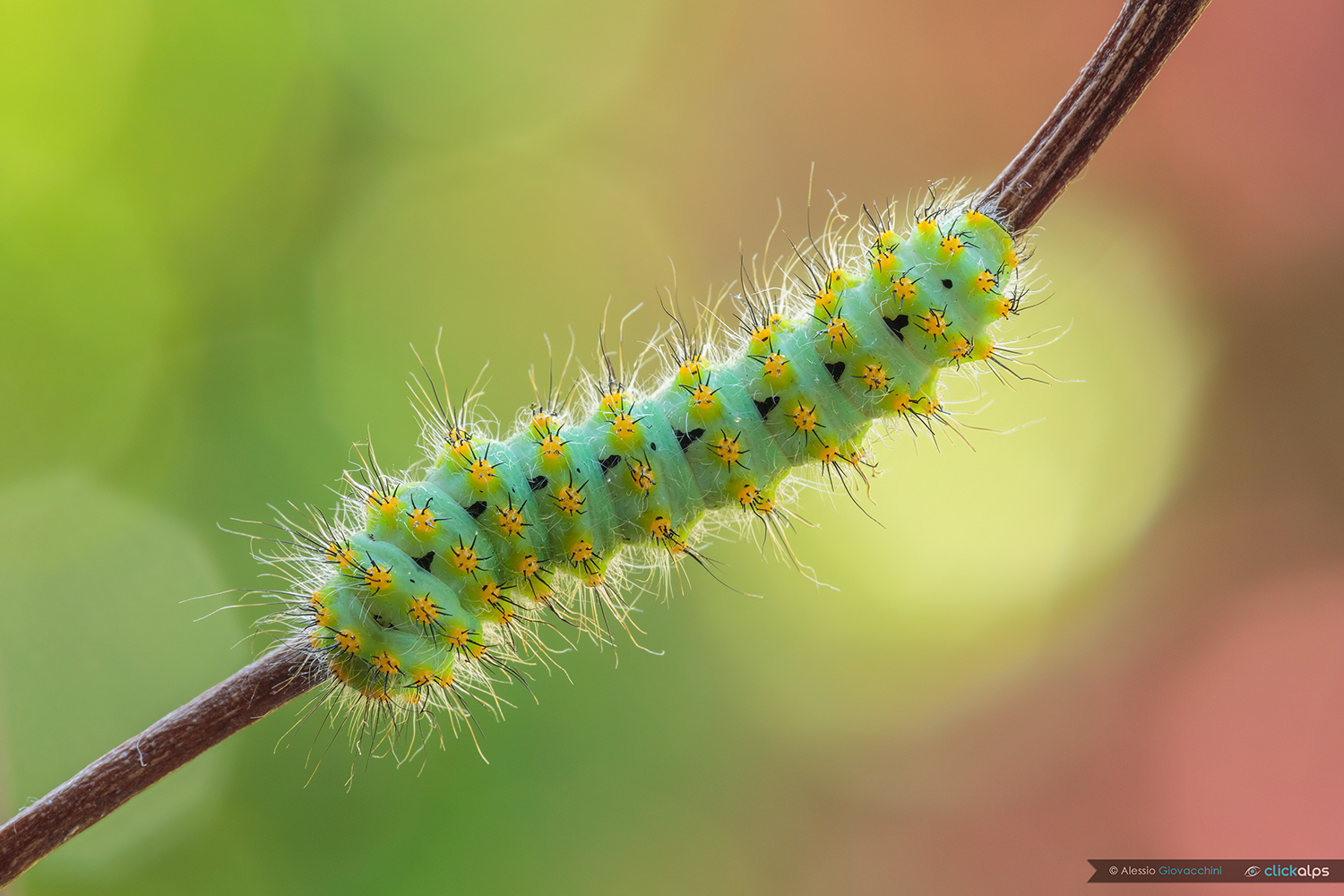 Caterpillar of Saturnia pavoniella