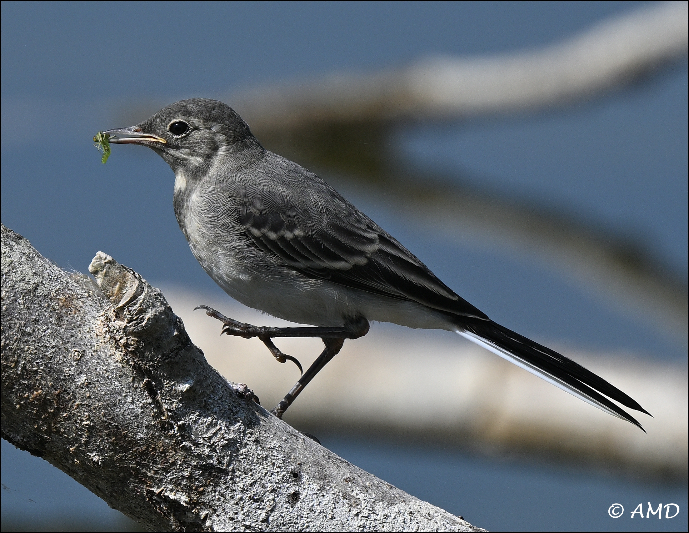Young wagtail
