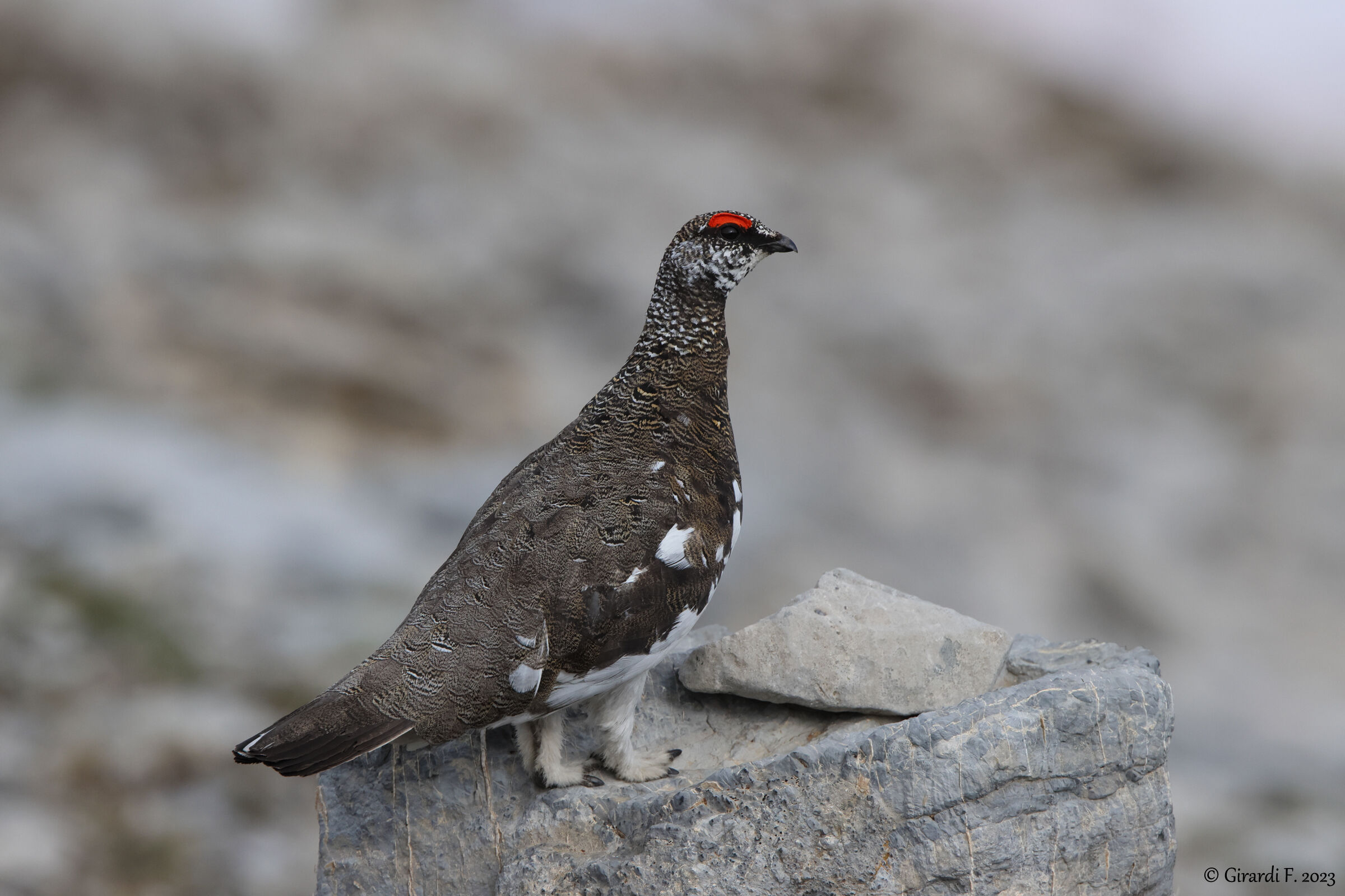 Alpine ptarmigan.