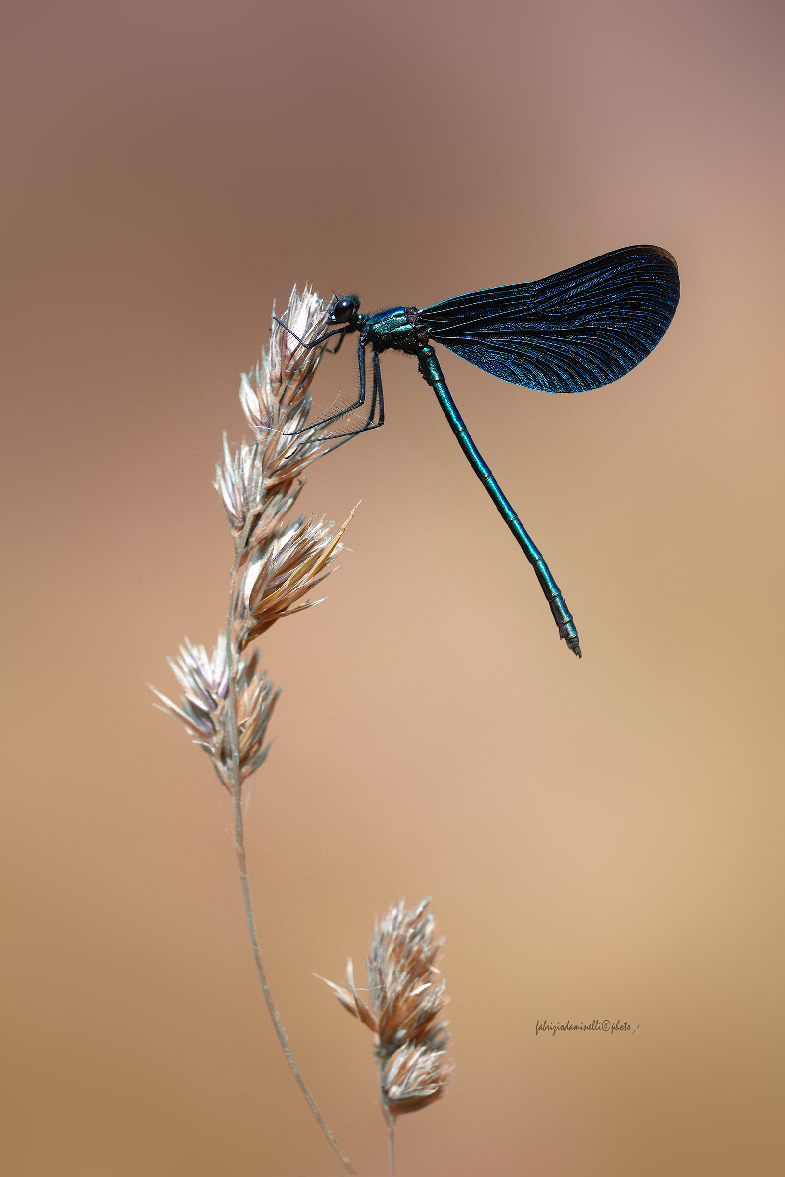 Calopteryx virgo - Beautiful Demoiselle