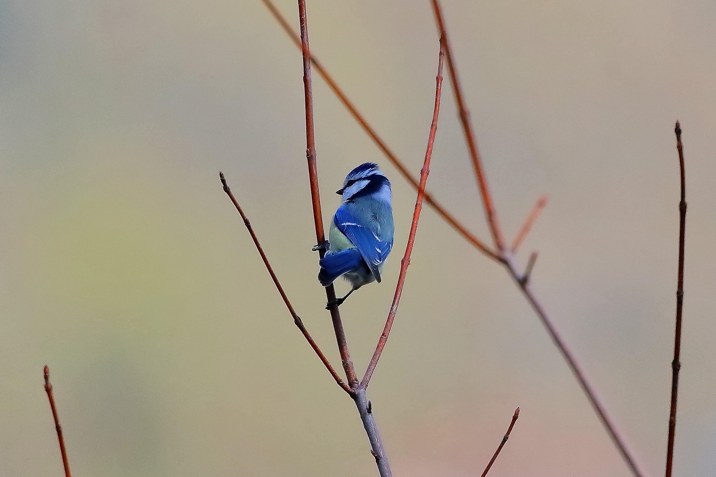 Cinciarella 22-03-2023