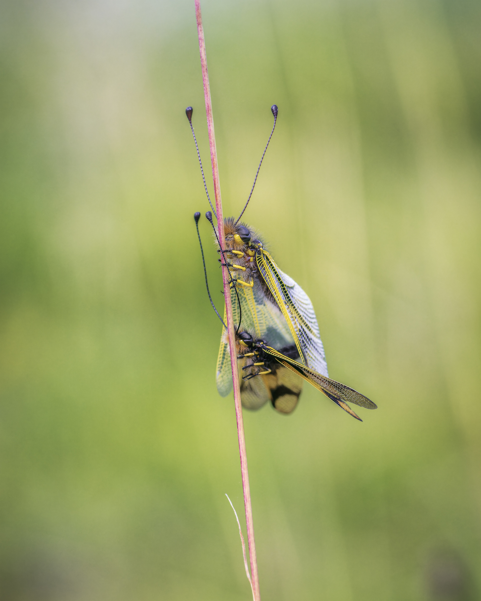 Libelloides in love 2