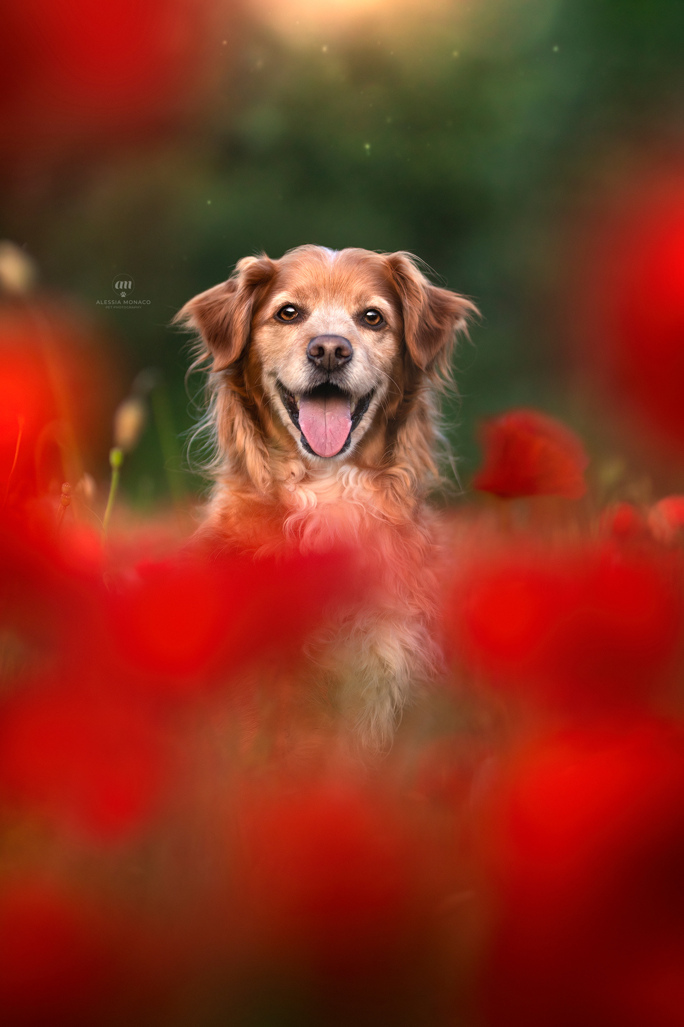 Happy dog in poppies