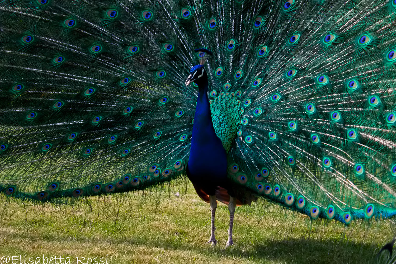 Peacock