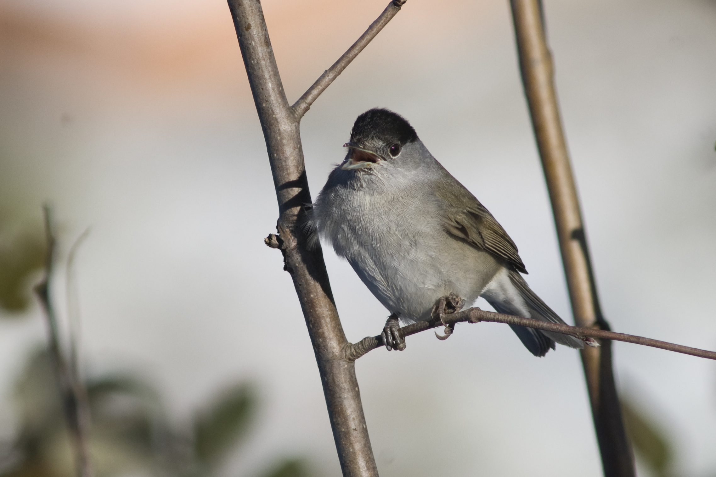 Blackcap