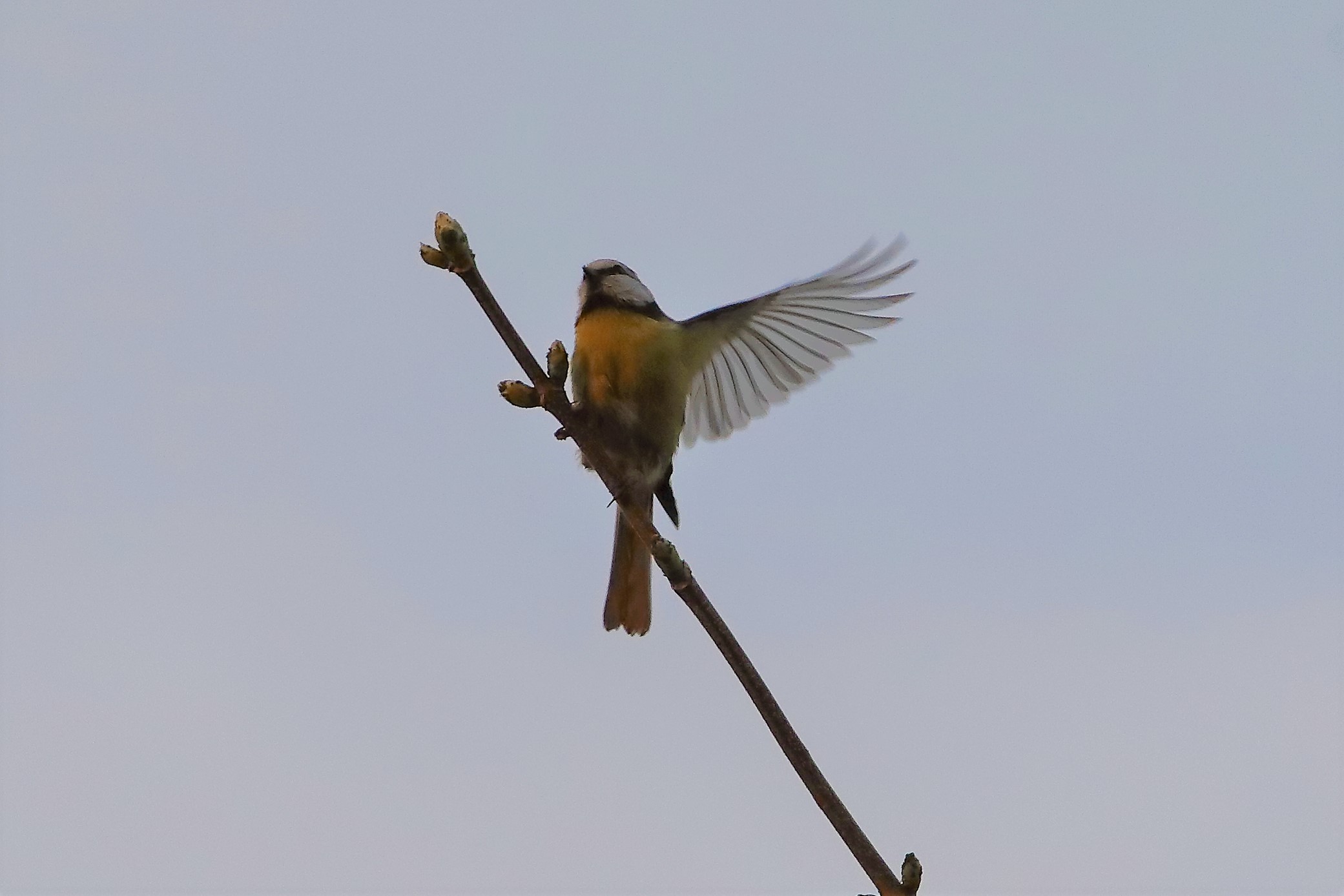 Cinciarella 23-03-2023