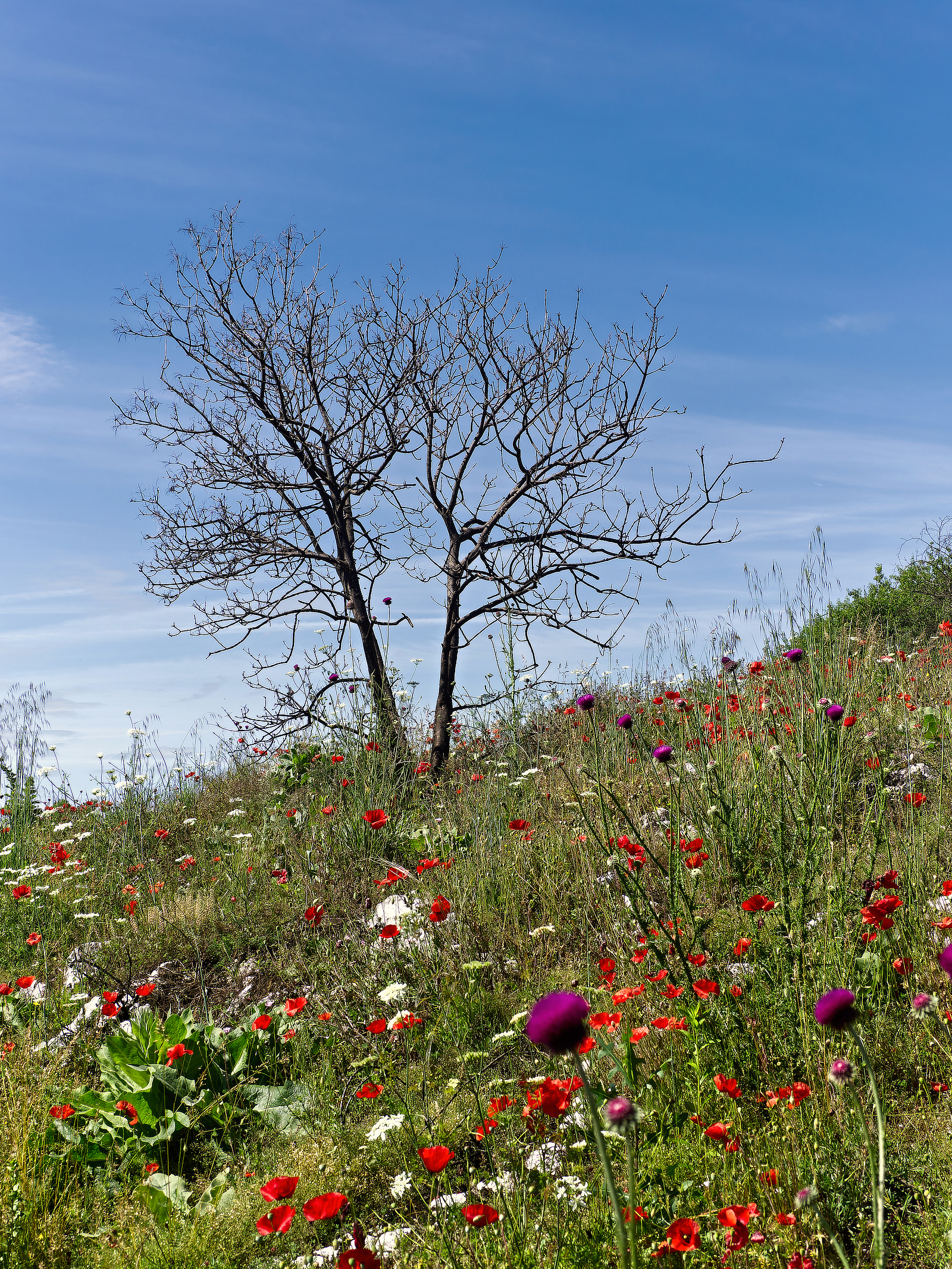 pot-pourri di colori