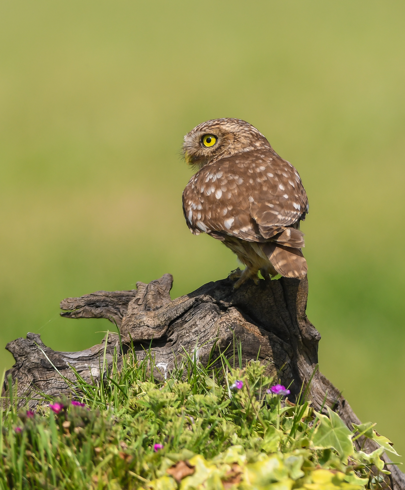 Civetta di controllo