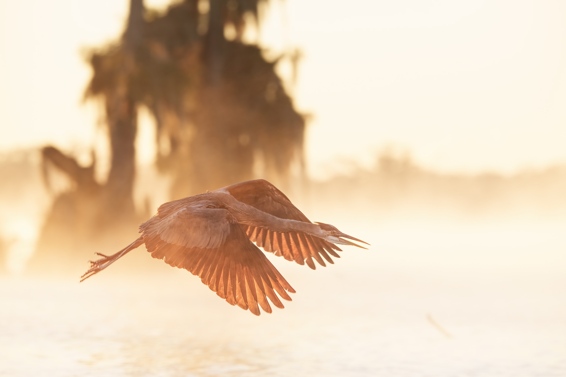 blue heron at dawn Louisiana USA November 2022