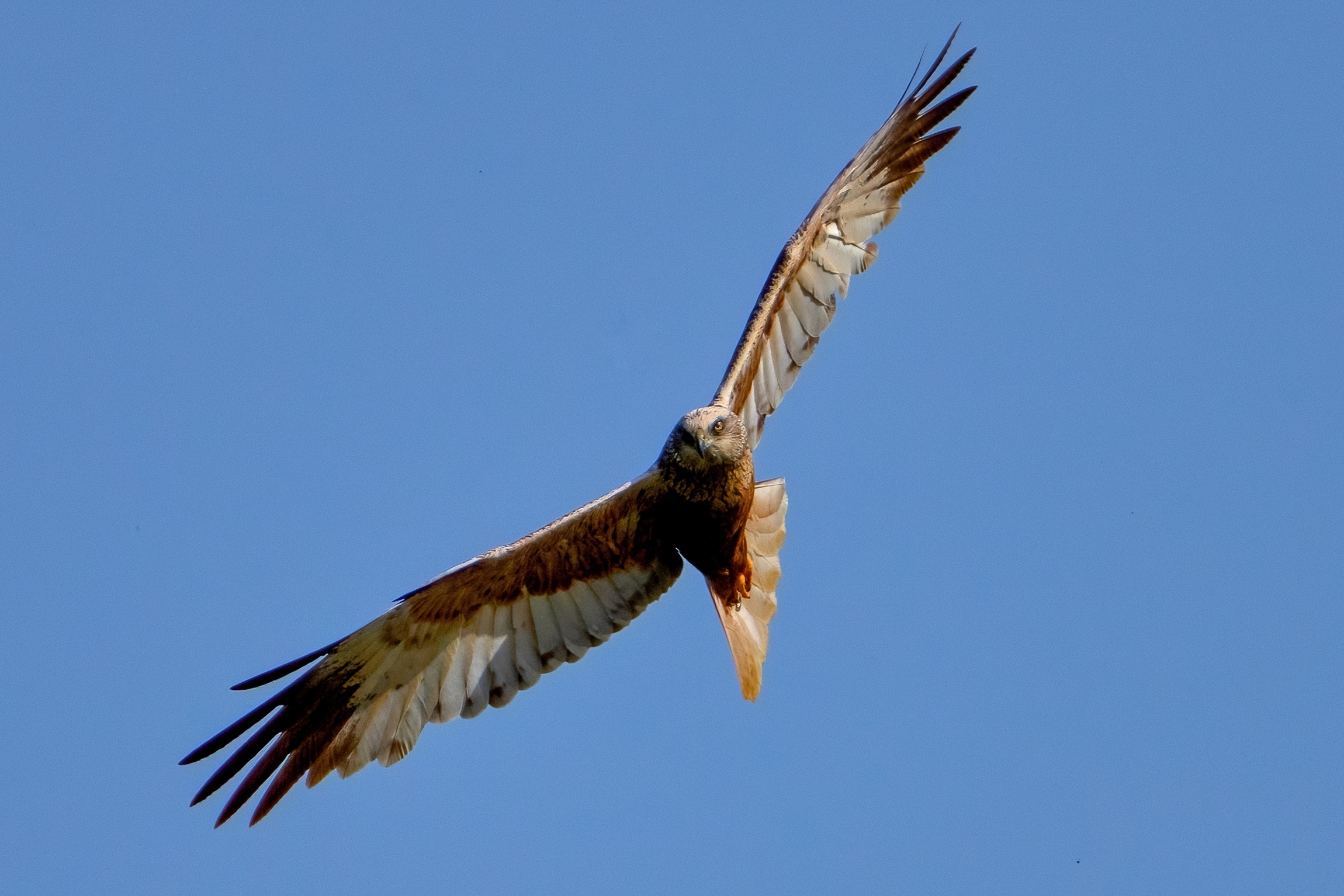 Marsh harrier (Circus aeruginosus)