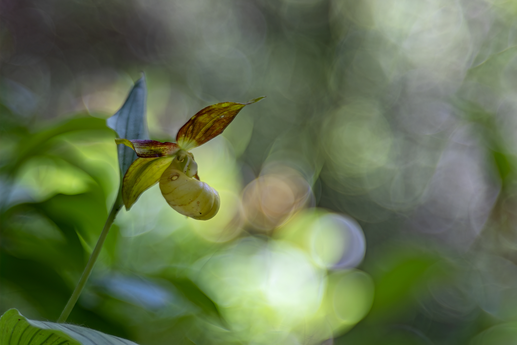 Cypripedium Calceolus