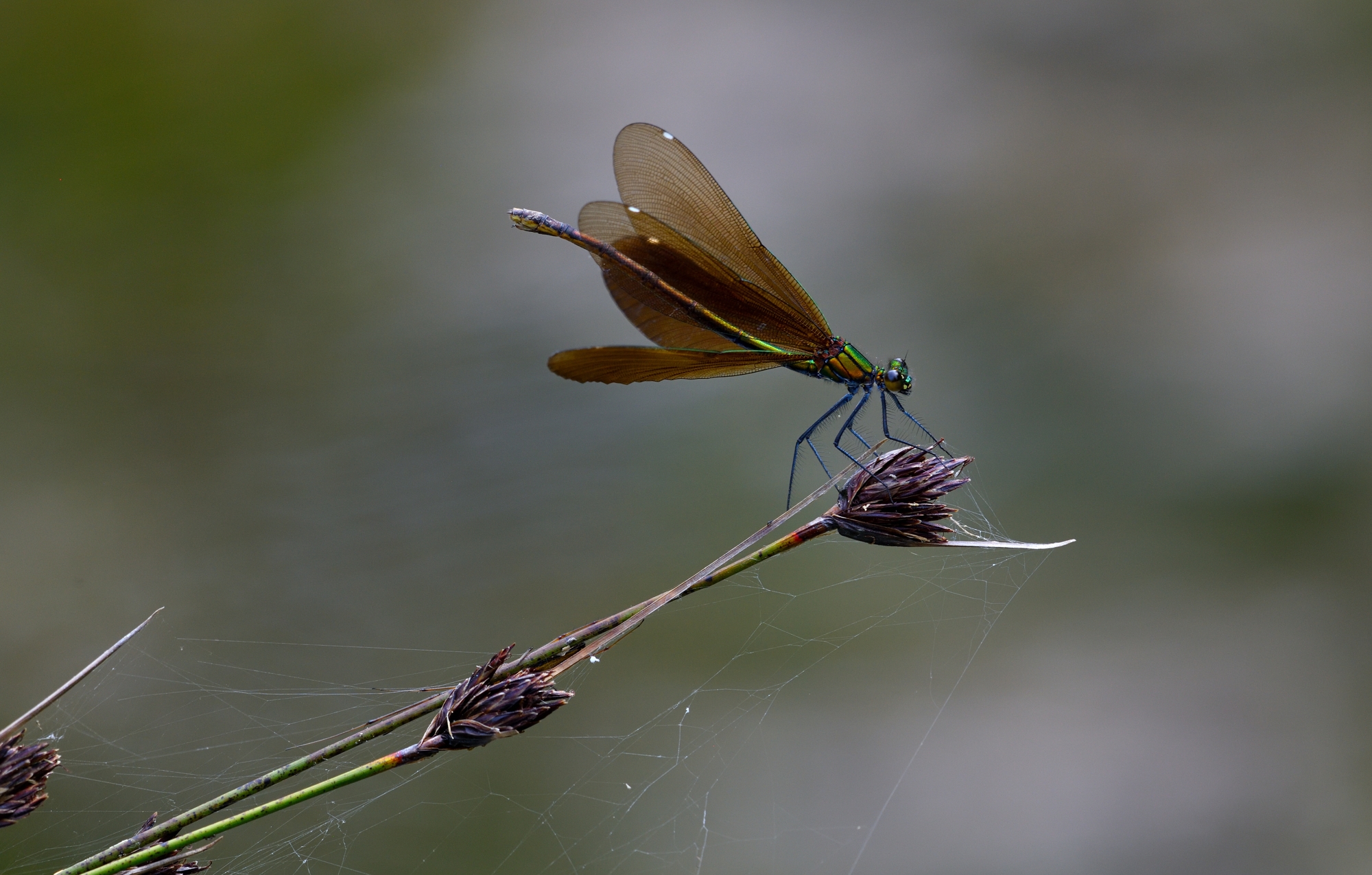 calopteryx virgo fem