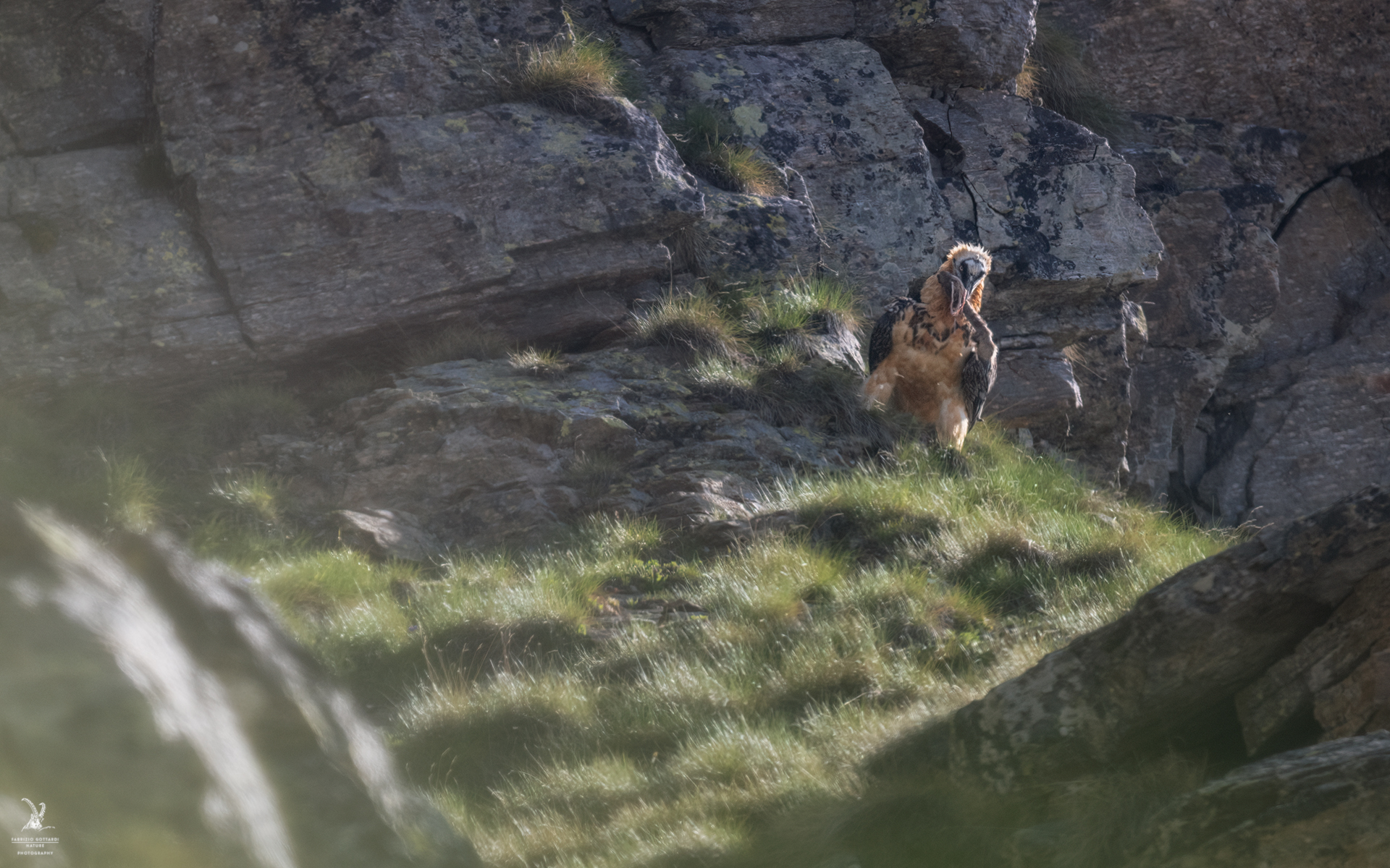 Bearded vulture with suede paw