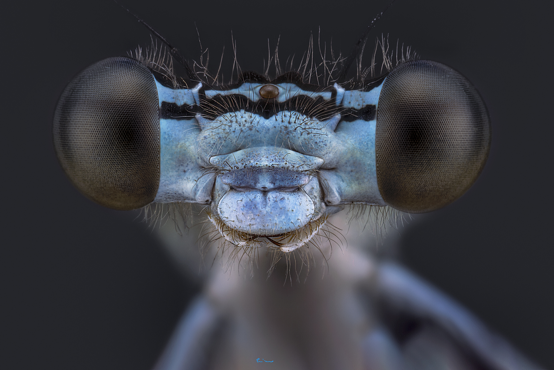 Zygoptera, Odonata