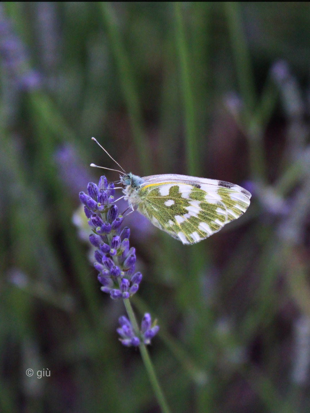 Farfalla sulla lavanda
