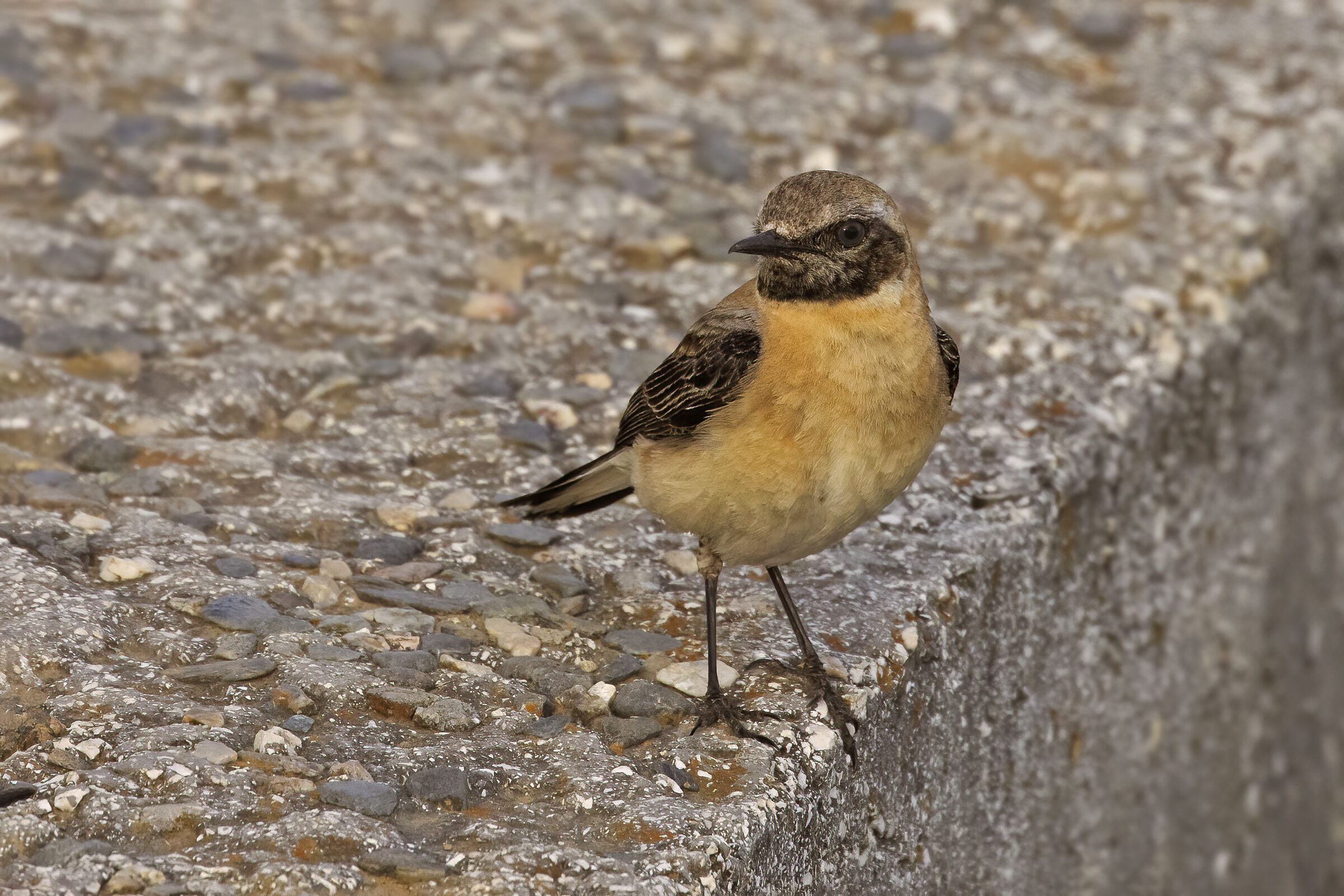 Monachella hispanica