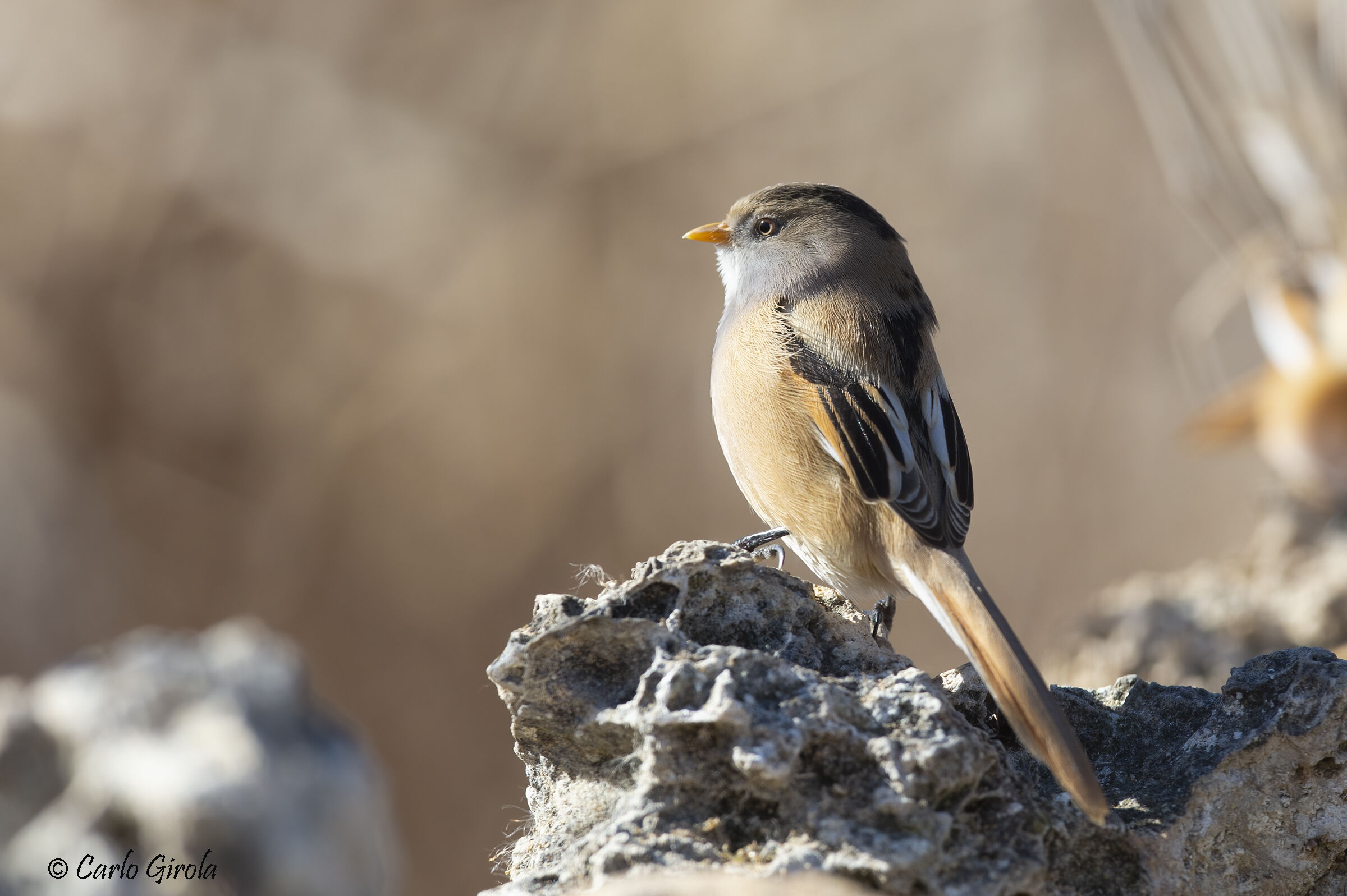 Bascetin (Panurus biarmicus)