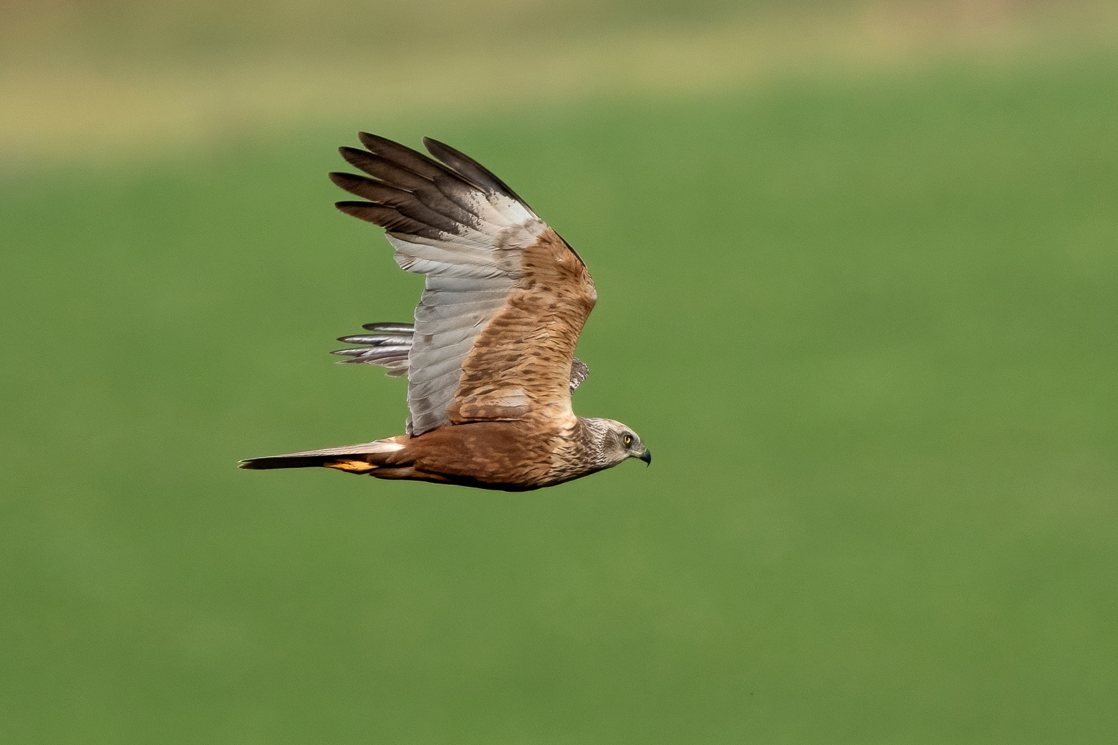 Marsh harrier (Circus aeruginosus)