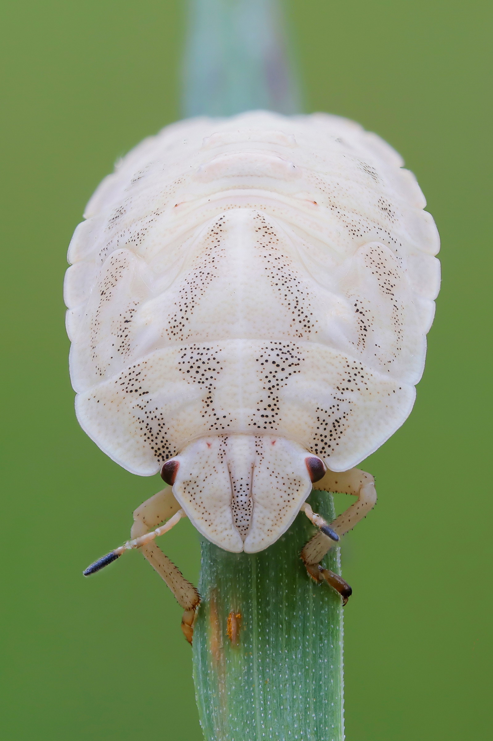 Scutelleridae sp.