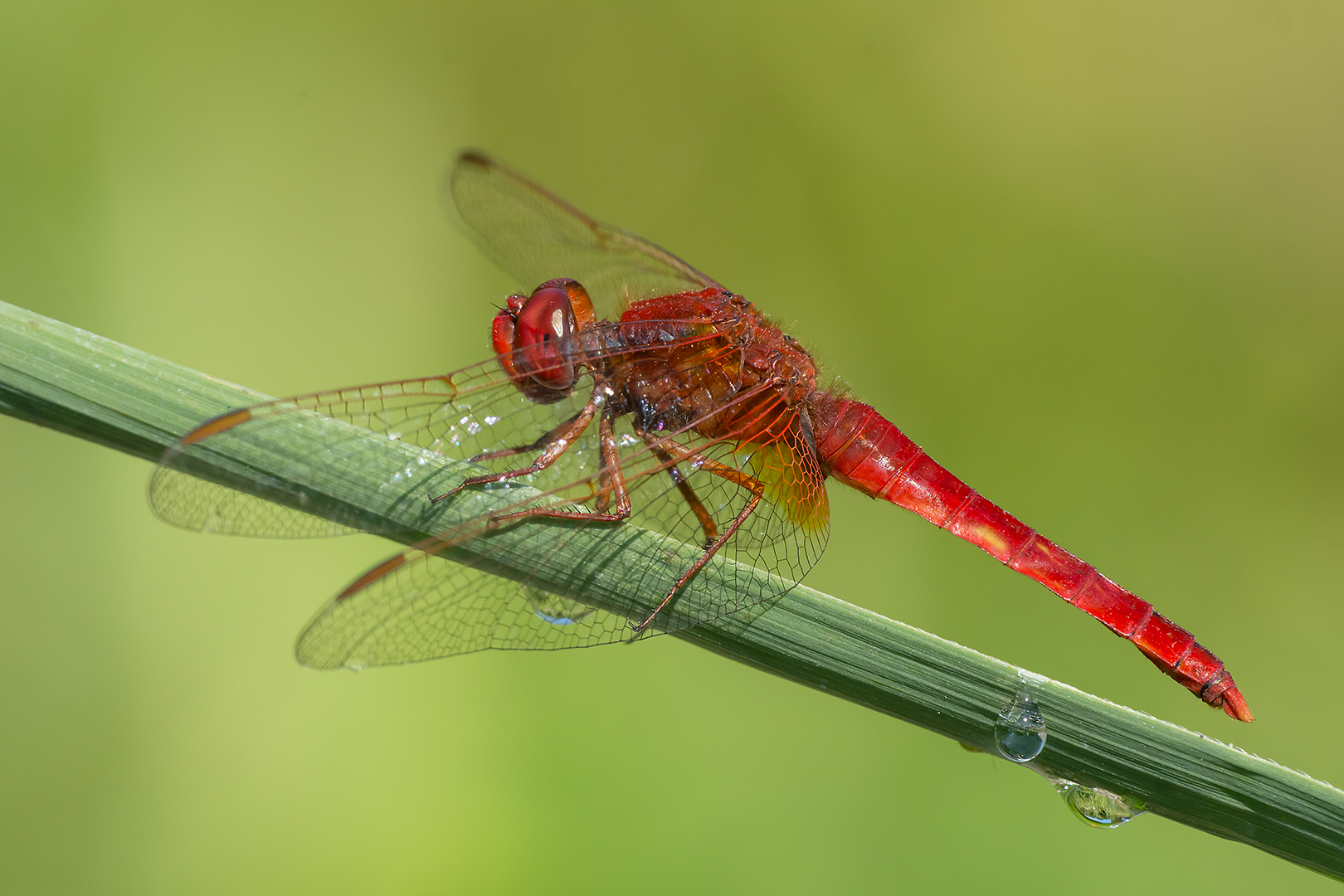 Dragonfly Crocothemis erythraea male