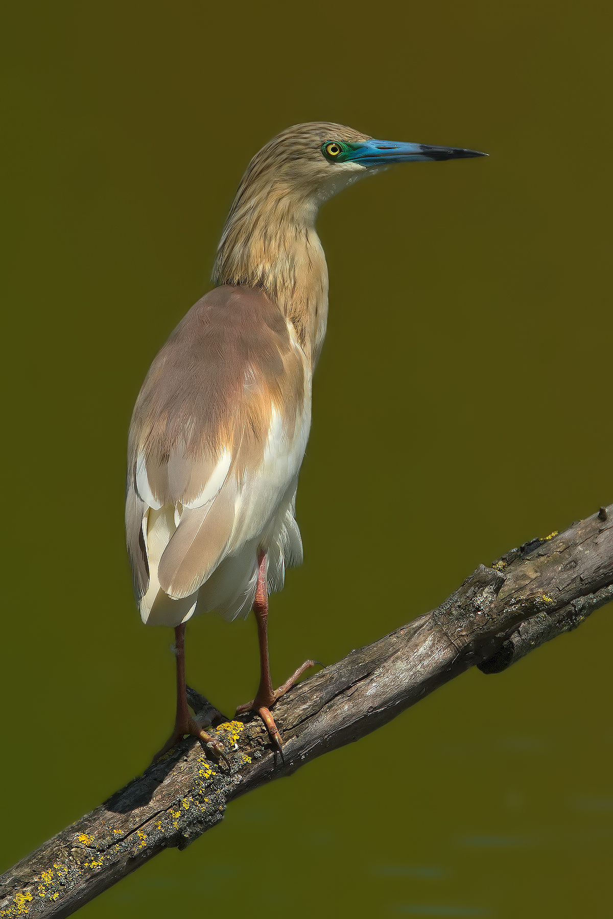 The model of Torrile