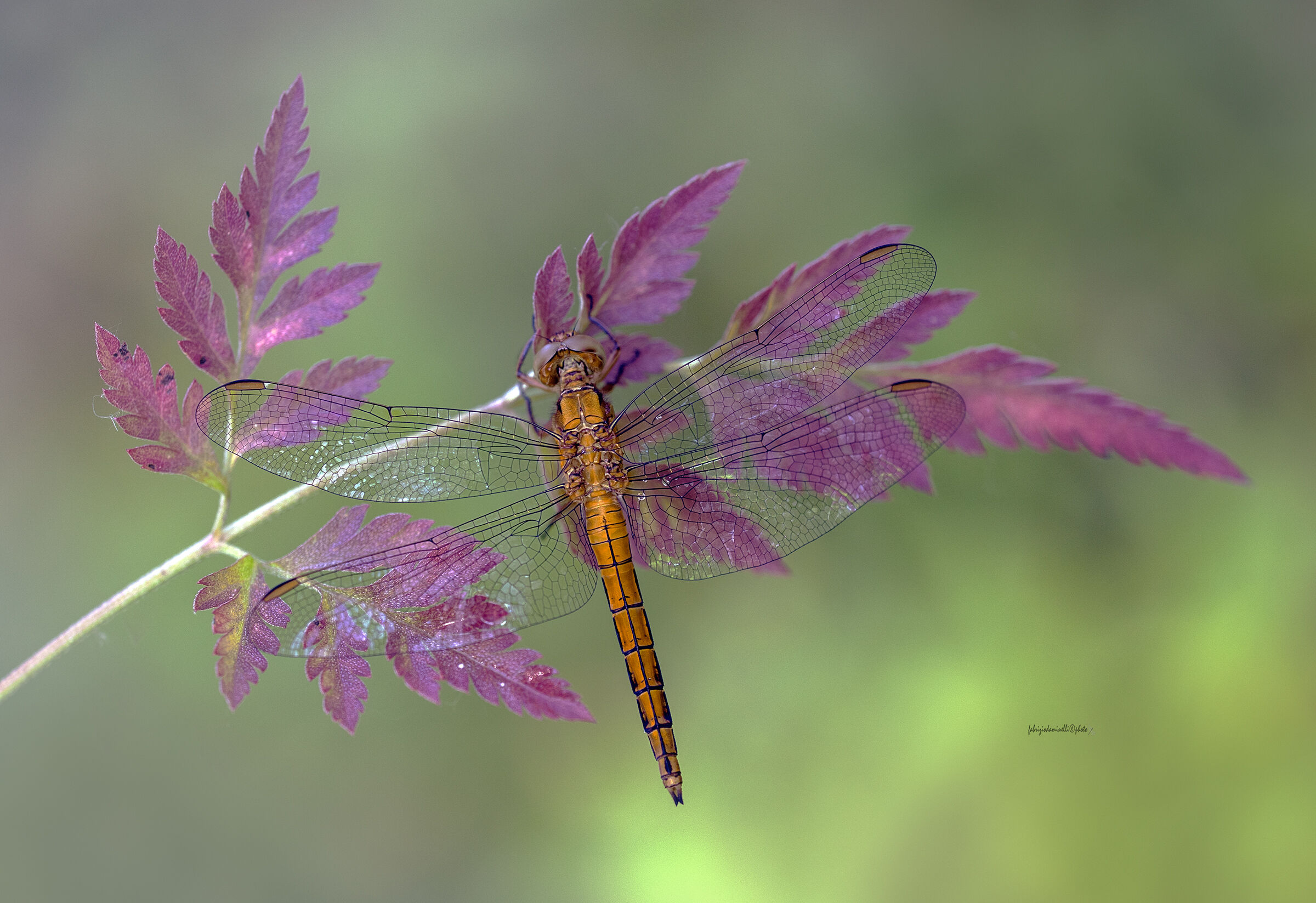 Orthetrum coerulescens - Keeled Skimmer