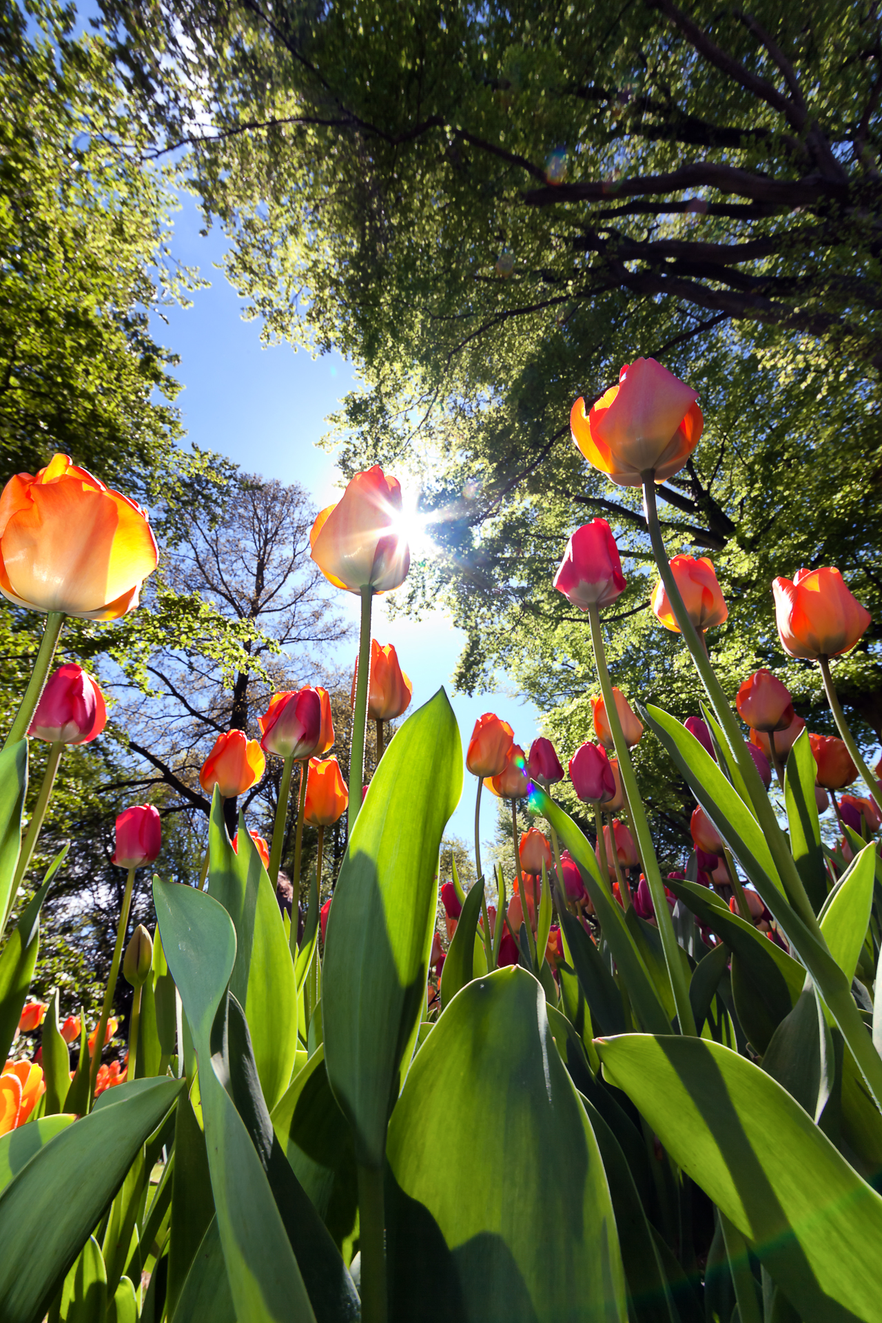 Dutch Fairy Tale - Favola Olandese