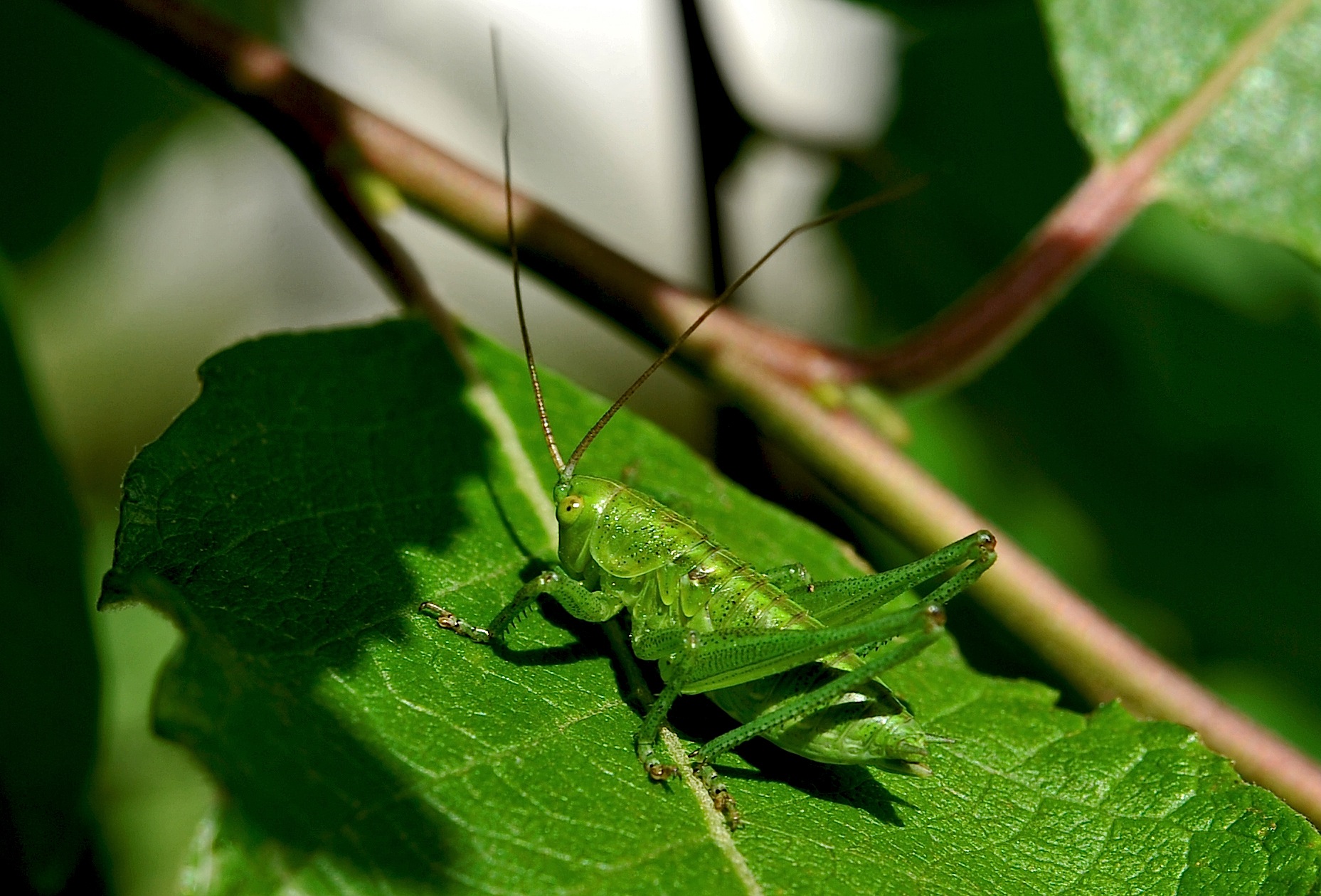 Grasshopper