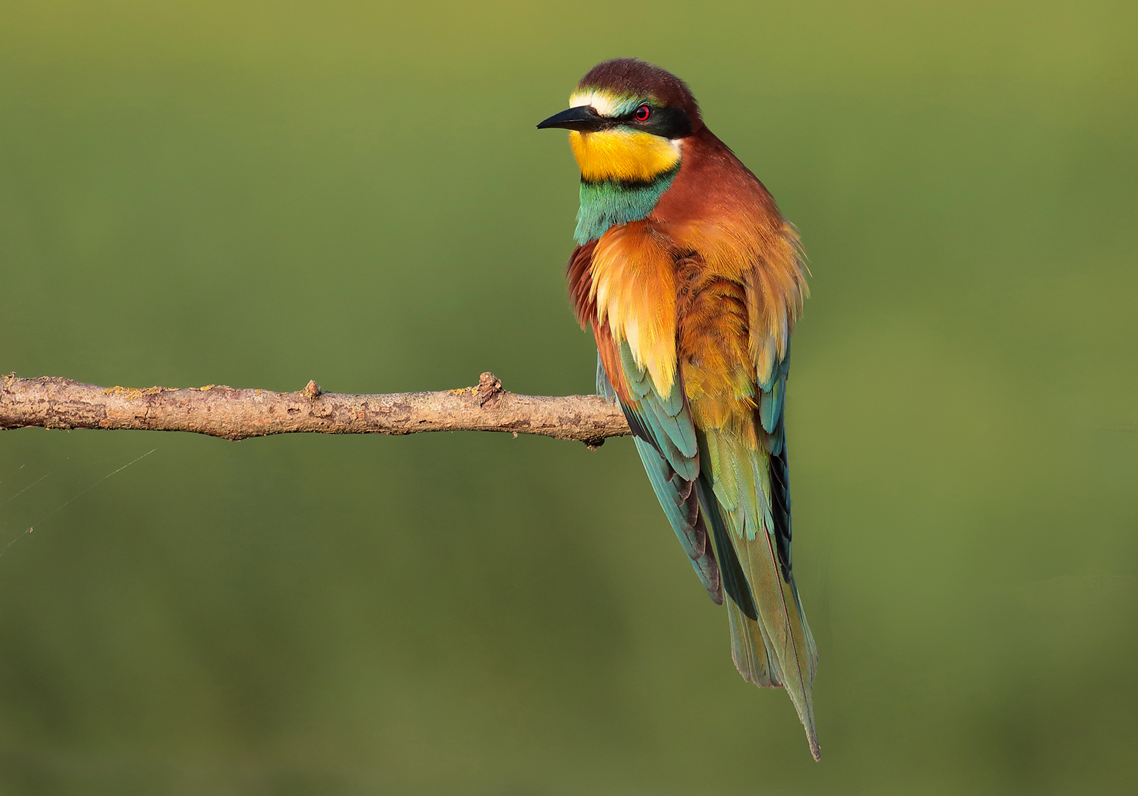 bee-eater