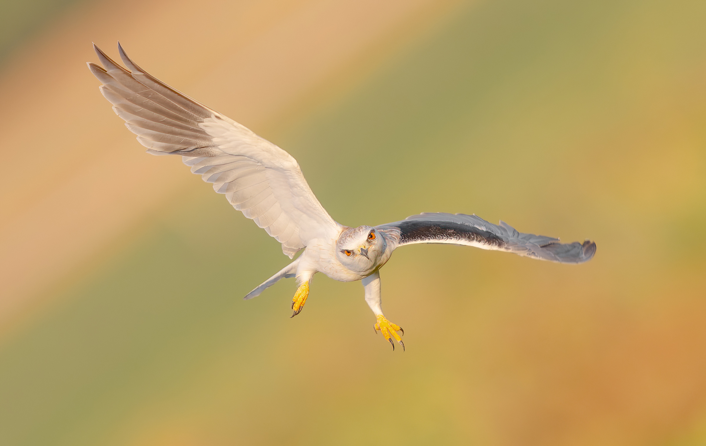 Aquilone dalle spalle nere