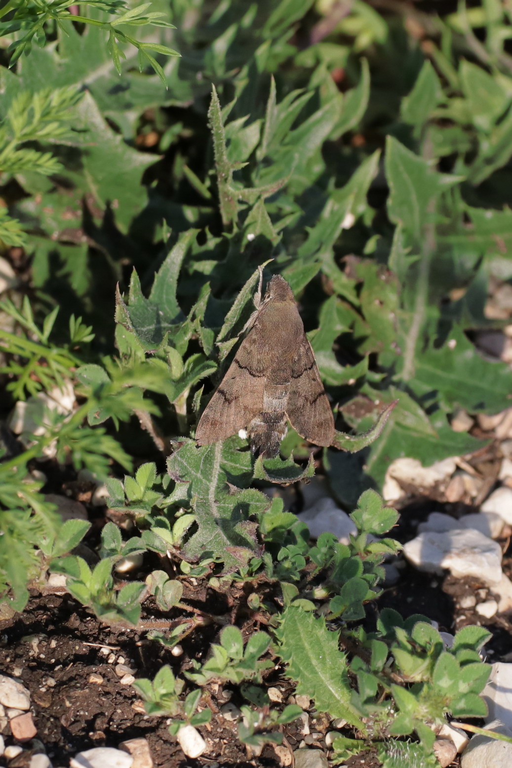 Macroglossum stellatarum