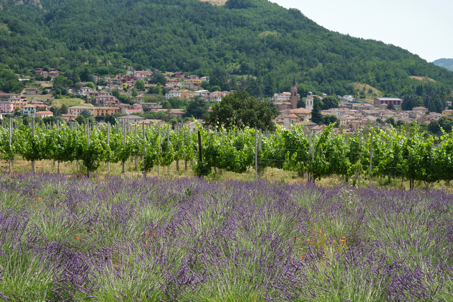 Lavanda, vigneti e Godiasco