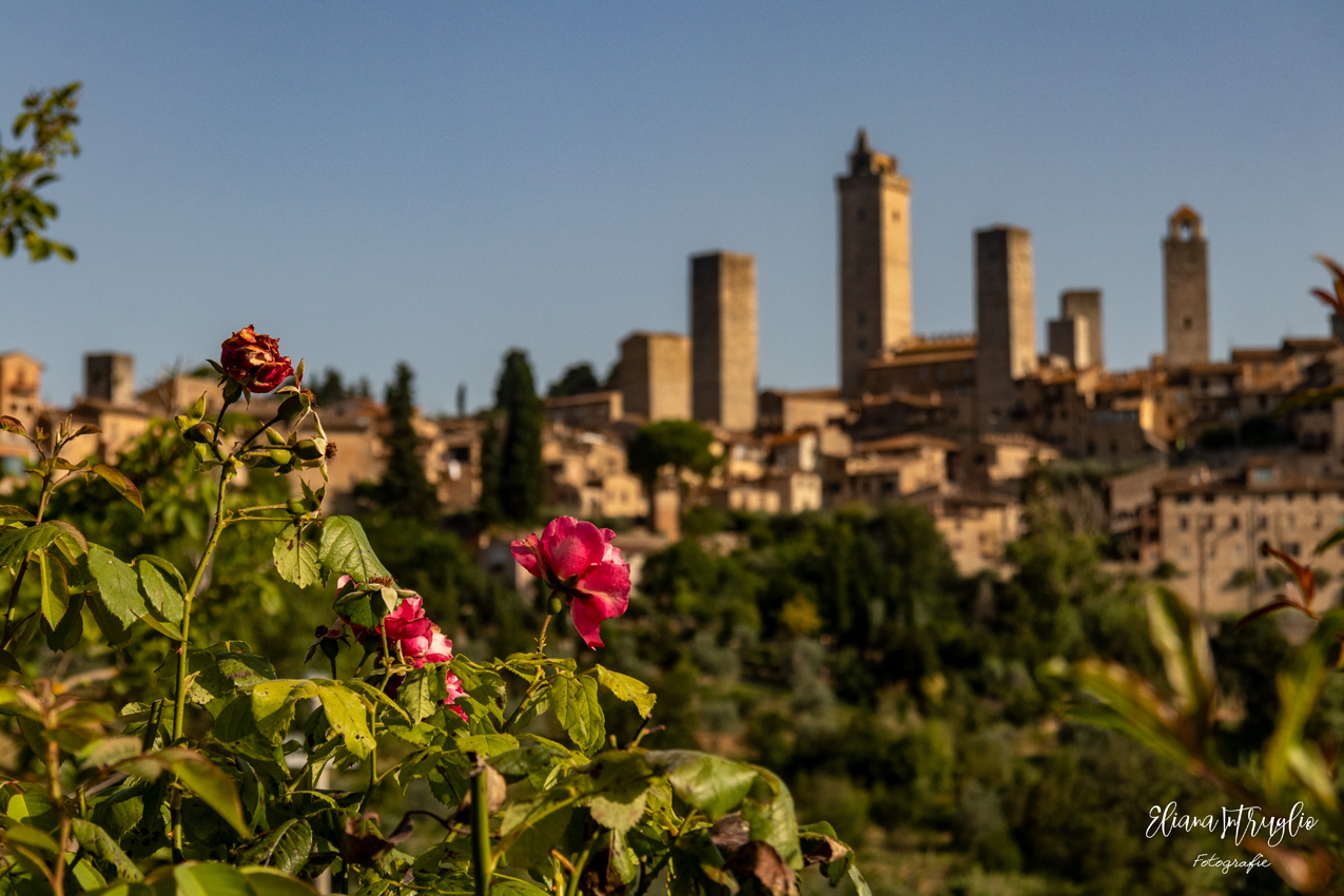San Gimignano in bloom