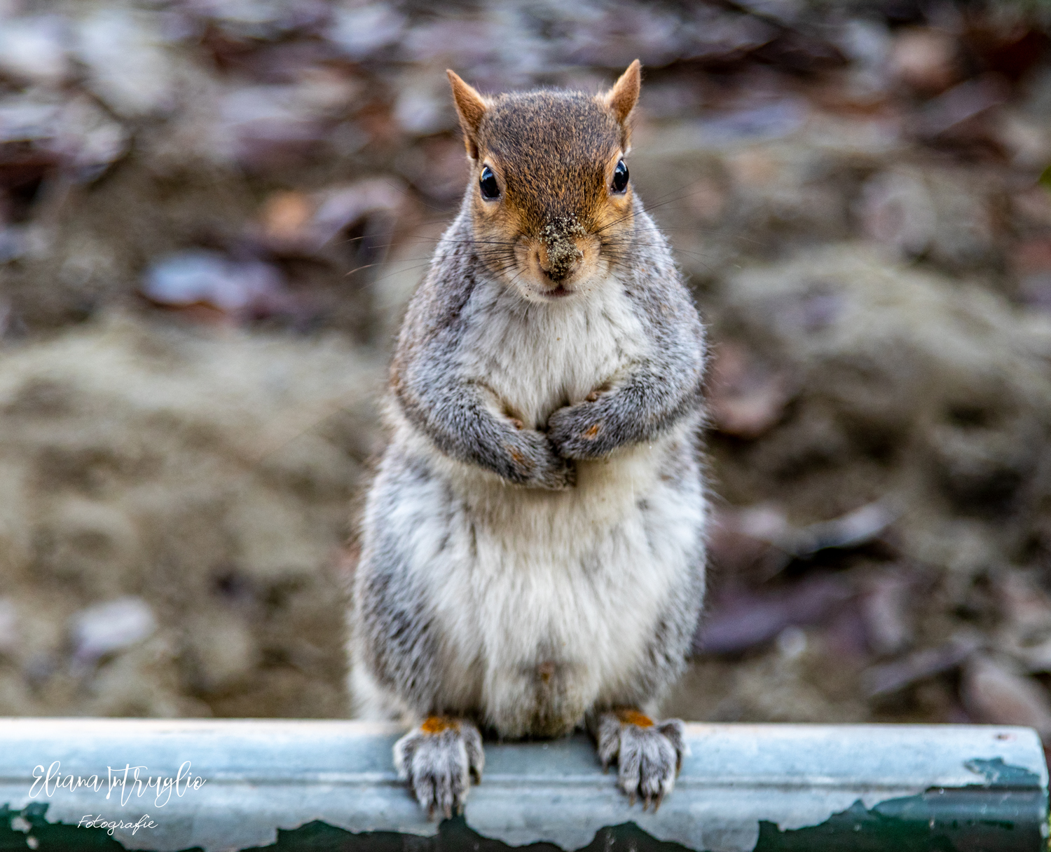 Sitting squirrel