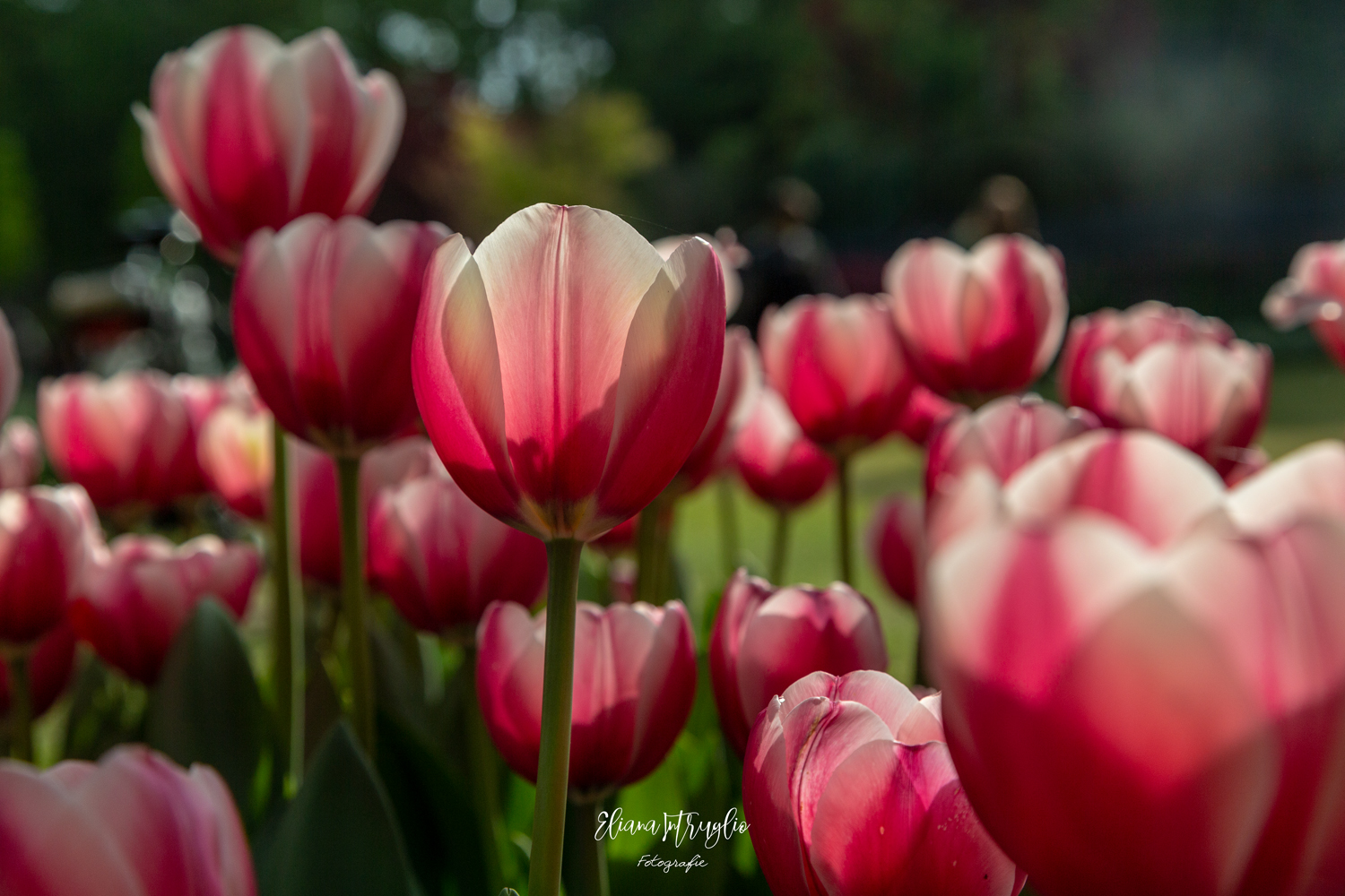Tulips in the sun
