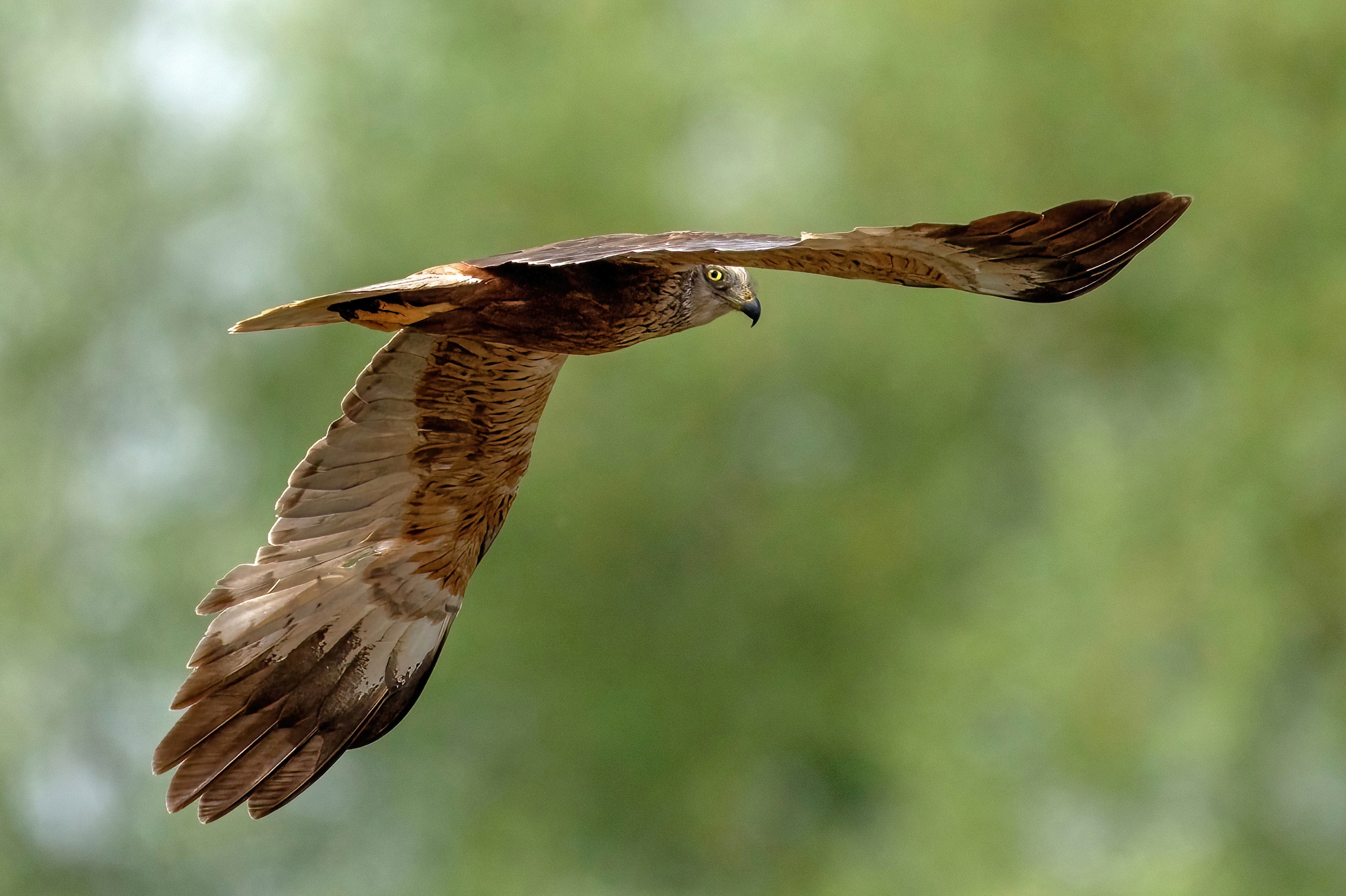 Marsh harrier (Circus aeruginosus) - male