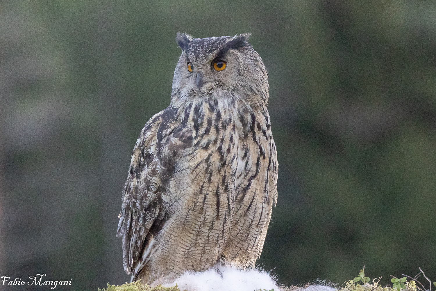 Gufo Reale