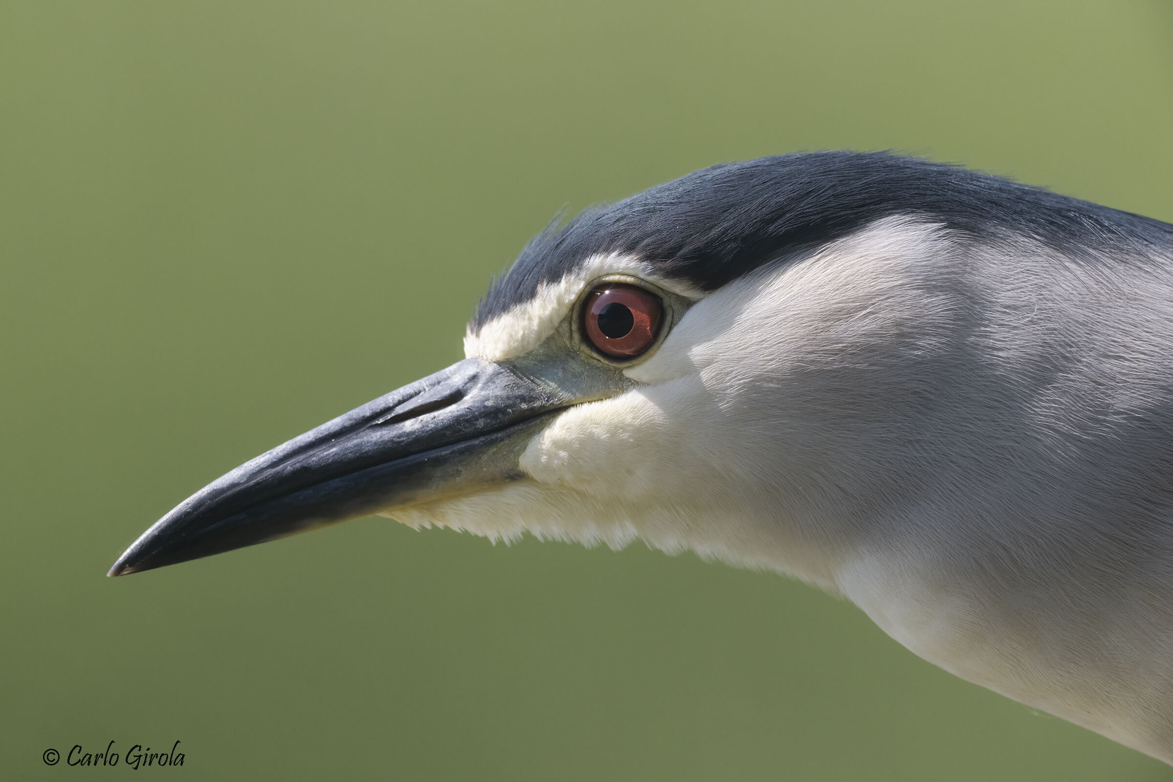 Nitticora (Nycticorax nycticorax)