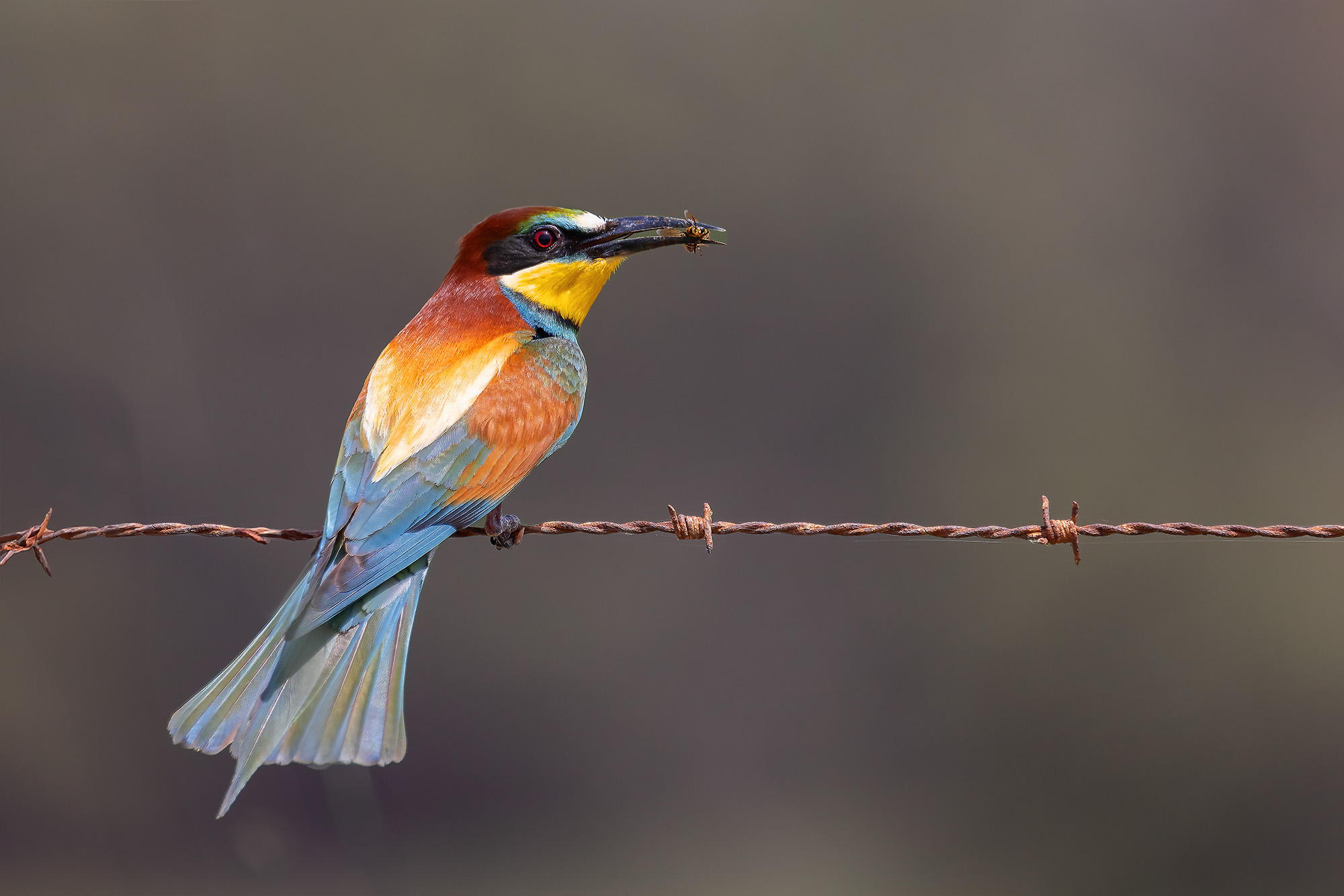 Bee-eater with prey