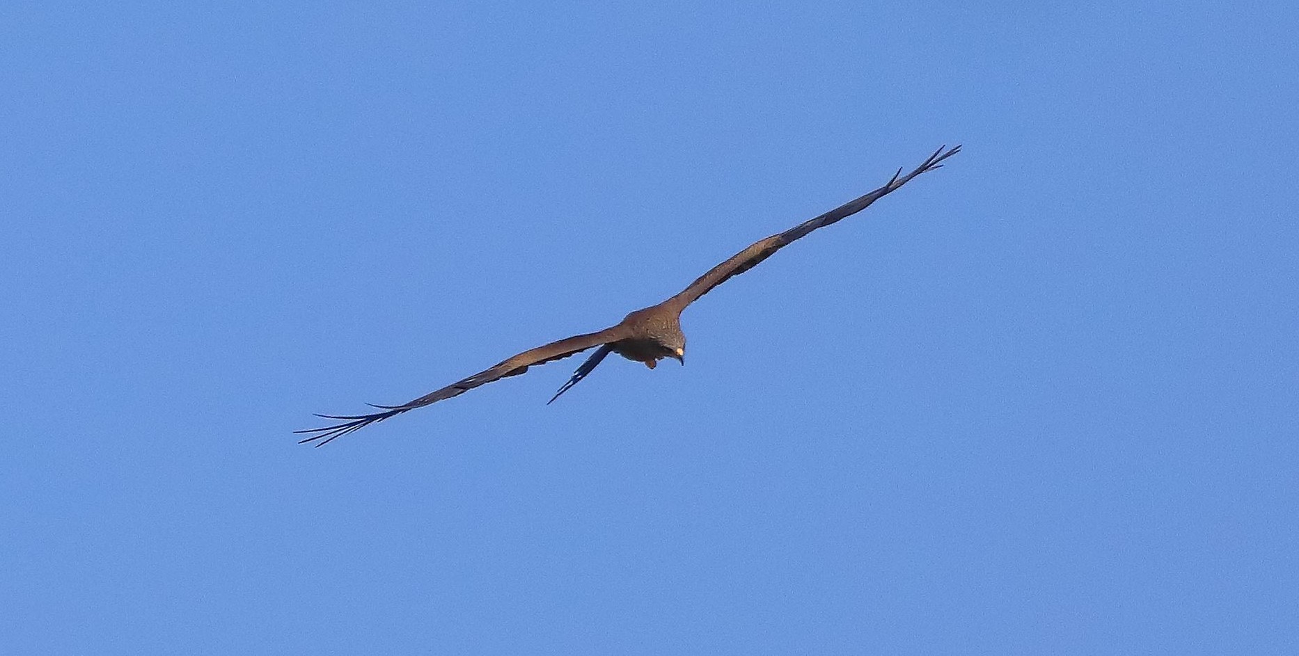 Nibbio bruno 29-03-2023