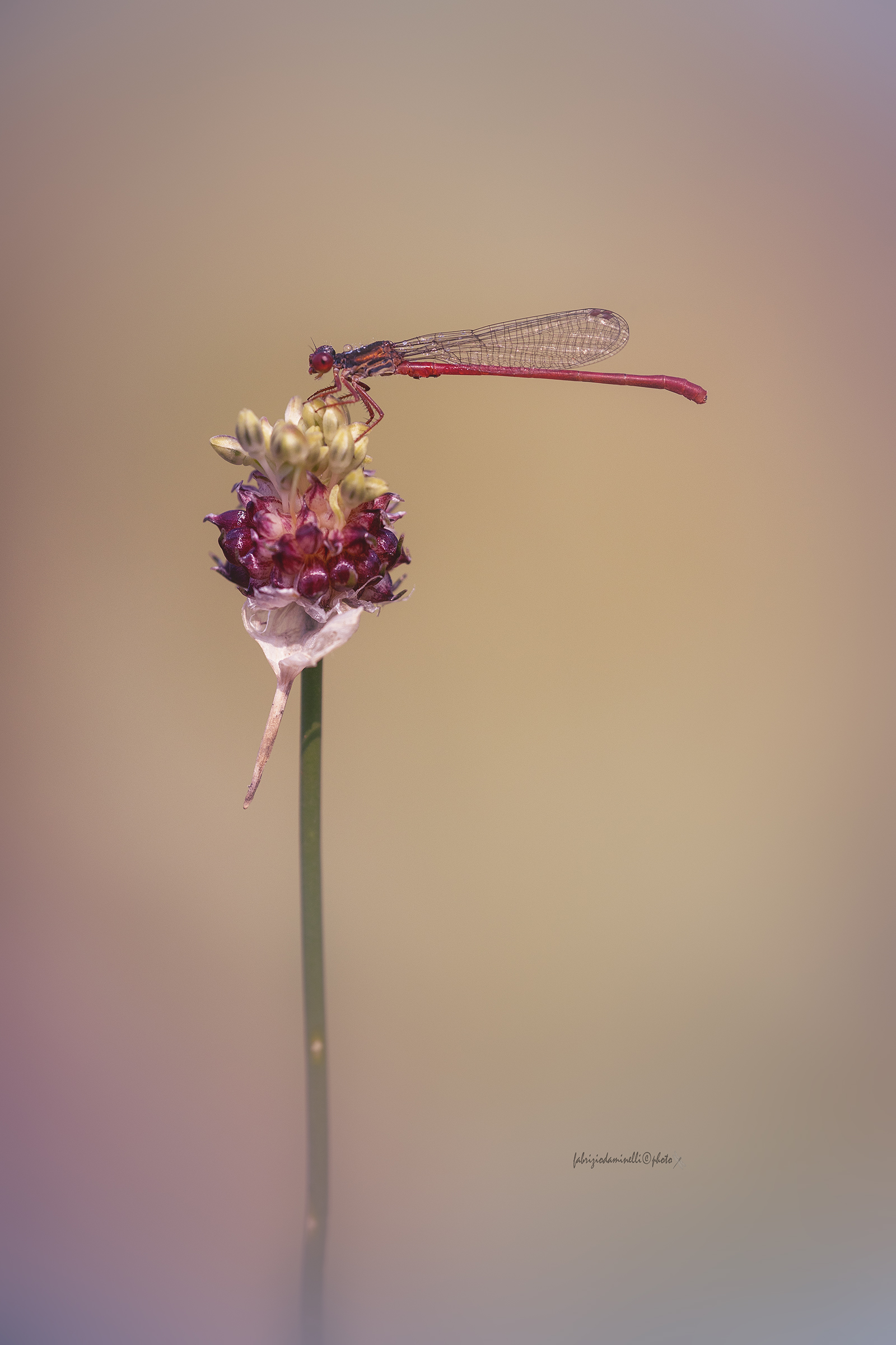 Ceriagrion tenellum - Red Damselfly