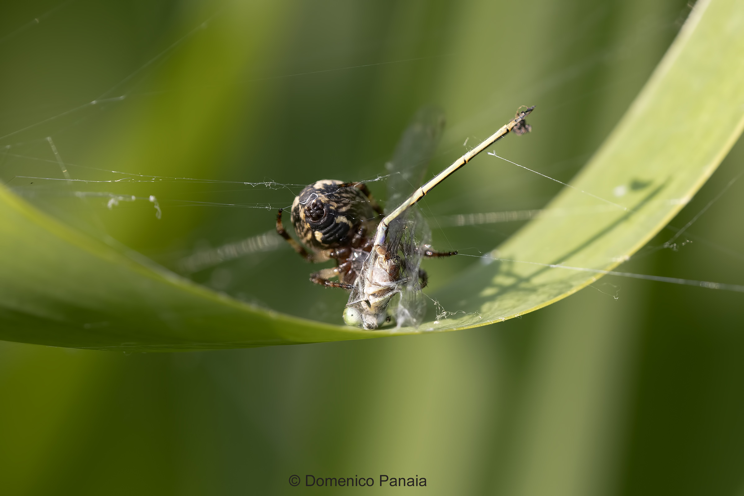 credo ischnura elegans