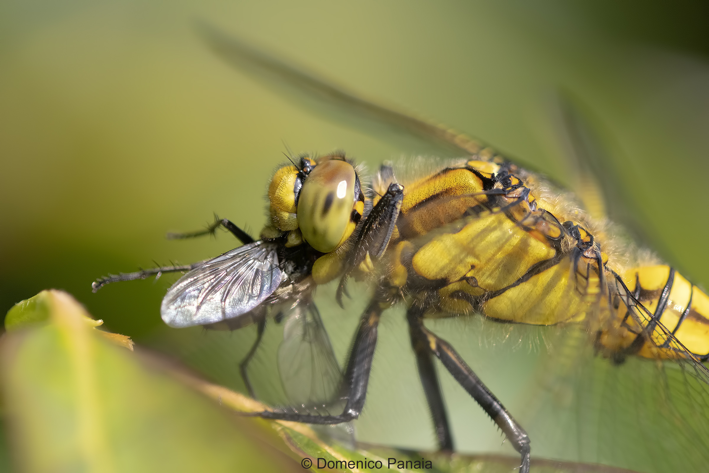 Orthetrum cancellatum