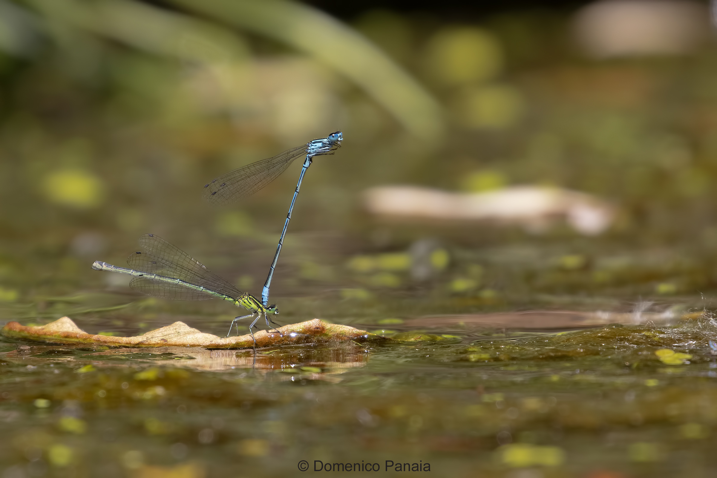 Coenagrion Puella