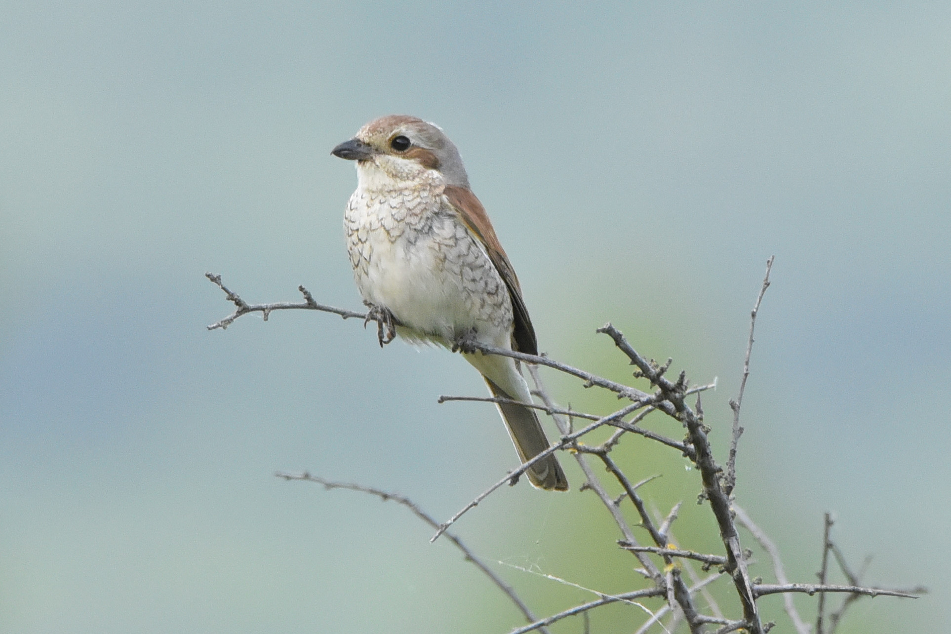 Averla piccola f.