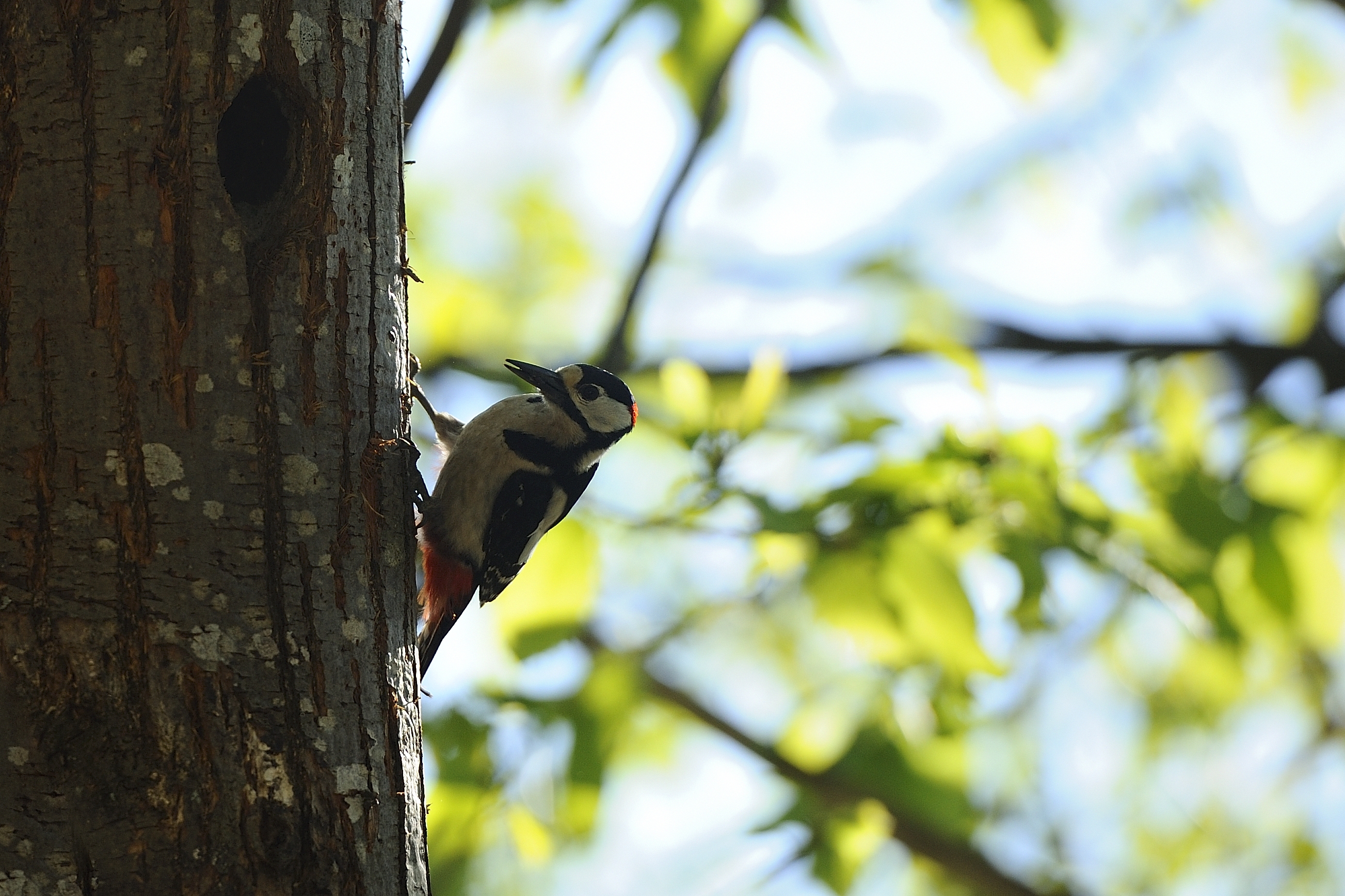Picchio rosso maggiore