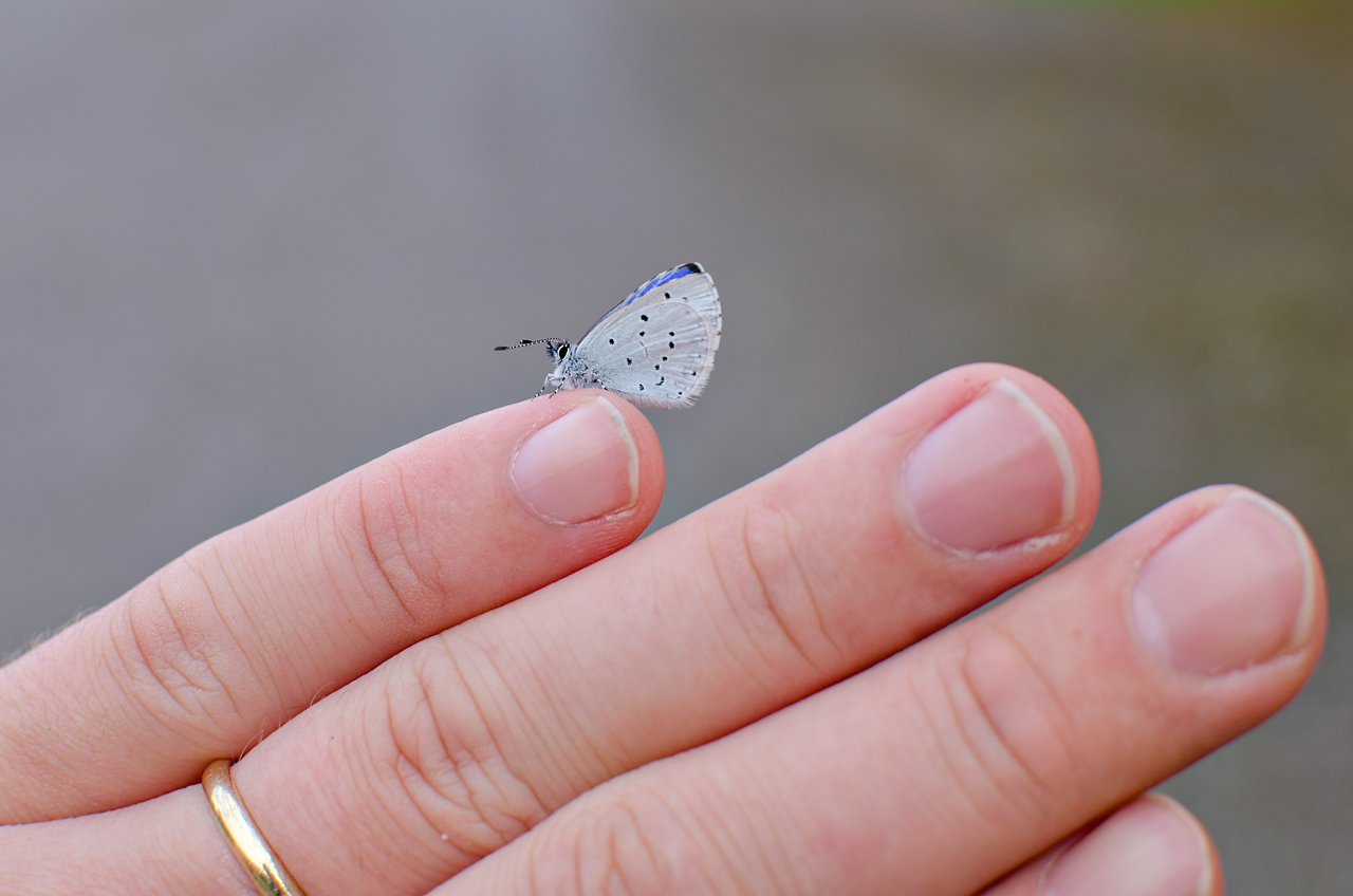 Celastrina argiolus synonyymi Papilio argiolus