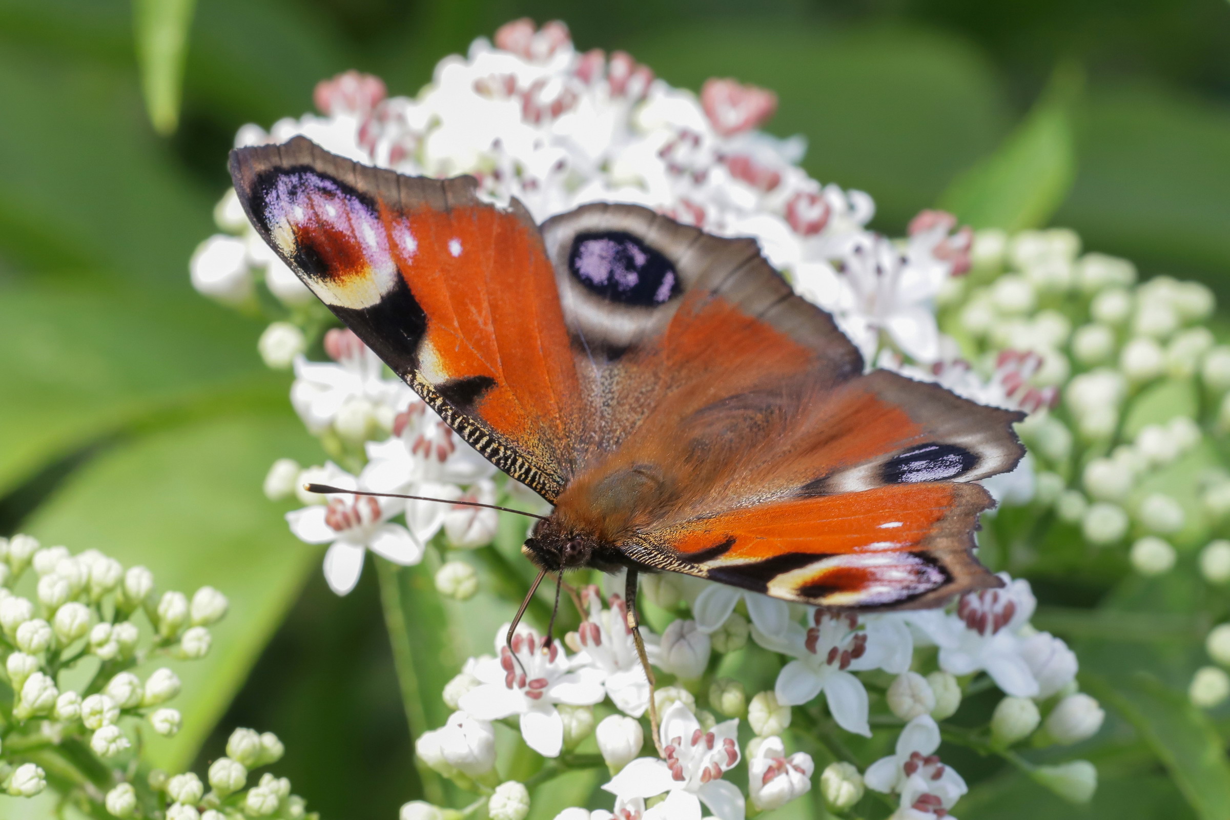 Aglais io (Peacock's eye)