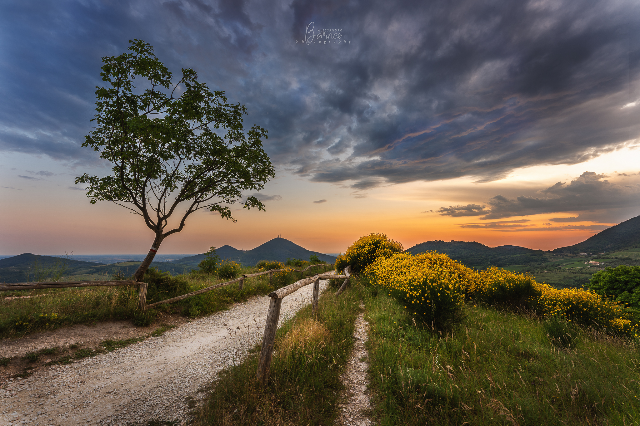 Flowering of brooms -Euganean Hills-
