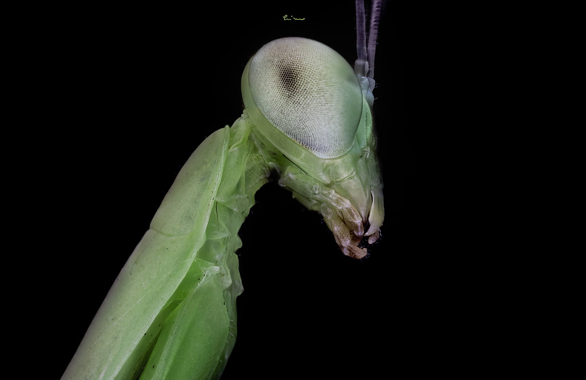 5mm mantis